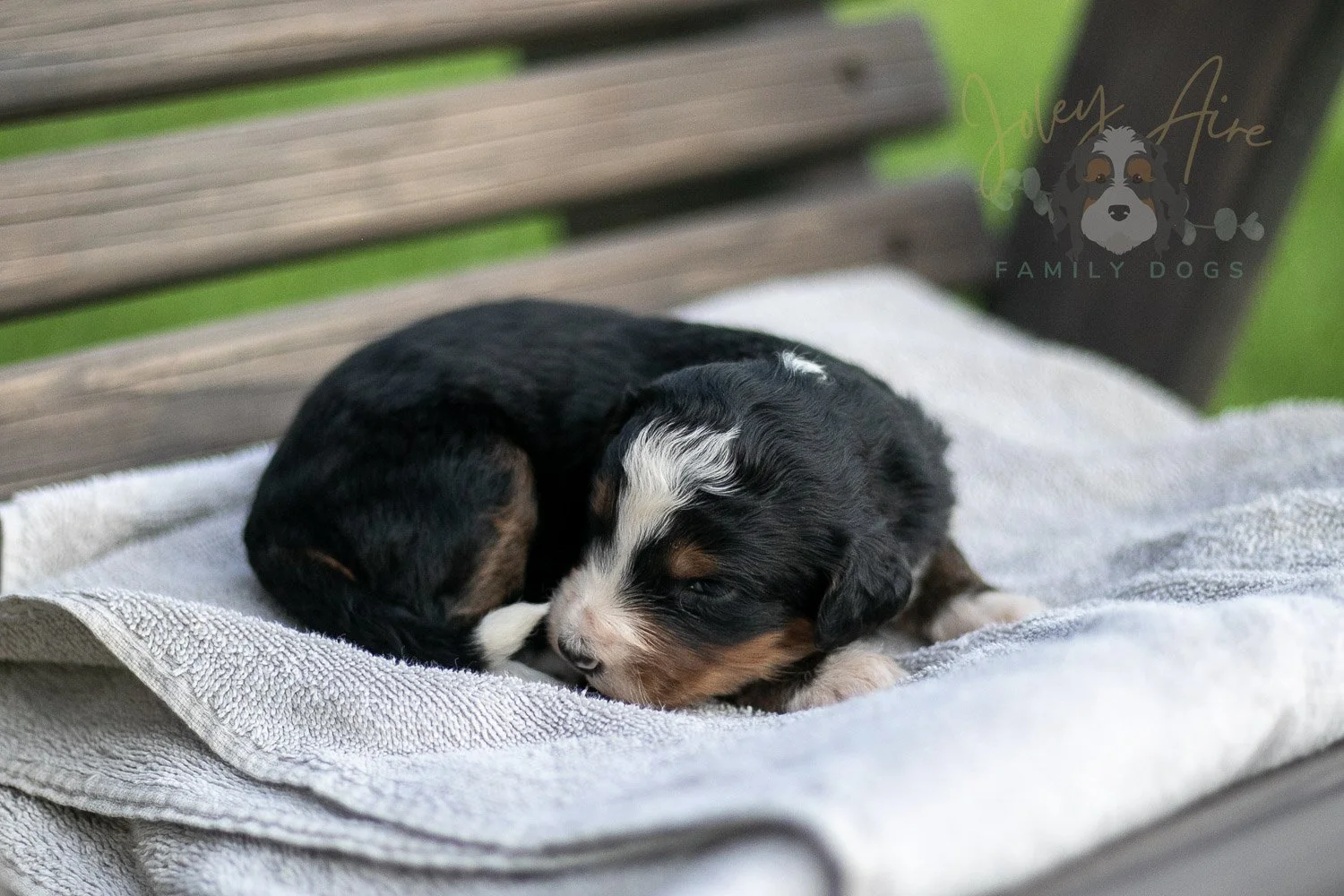 Diana Barry Bernedoodle Puppy-21.jpg