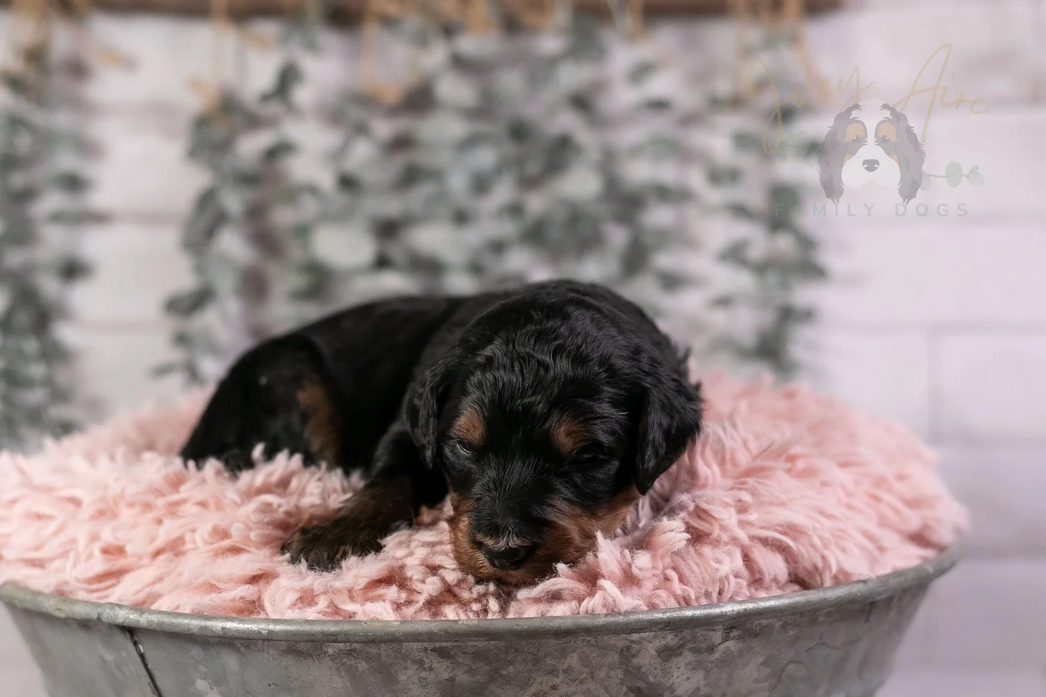 Banjo Bernedoodle Puppy-24.jpg