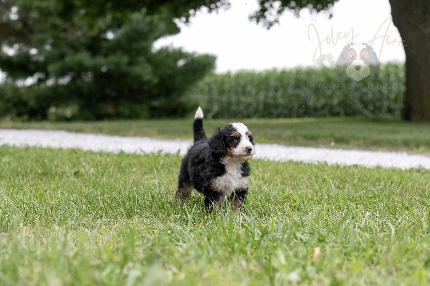 Anne Shirley Bernedoodle Puppy-105.jpg