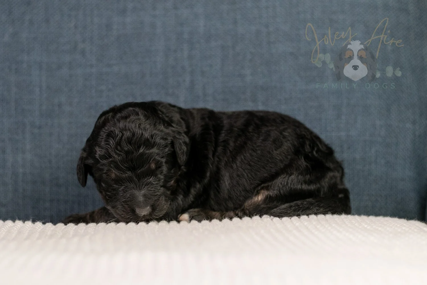Amy Bernedoodle Puppy-109.jpg