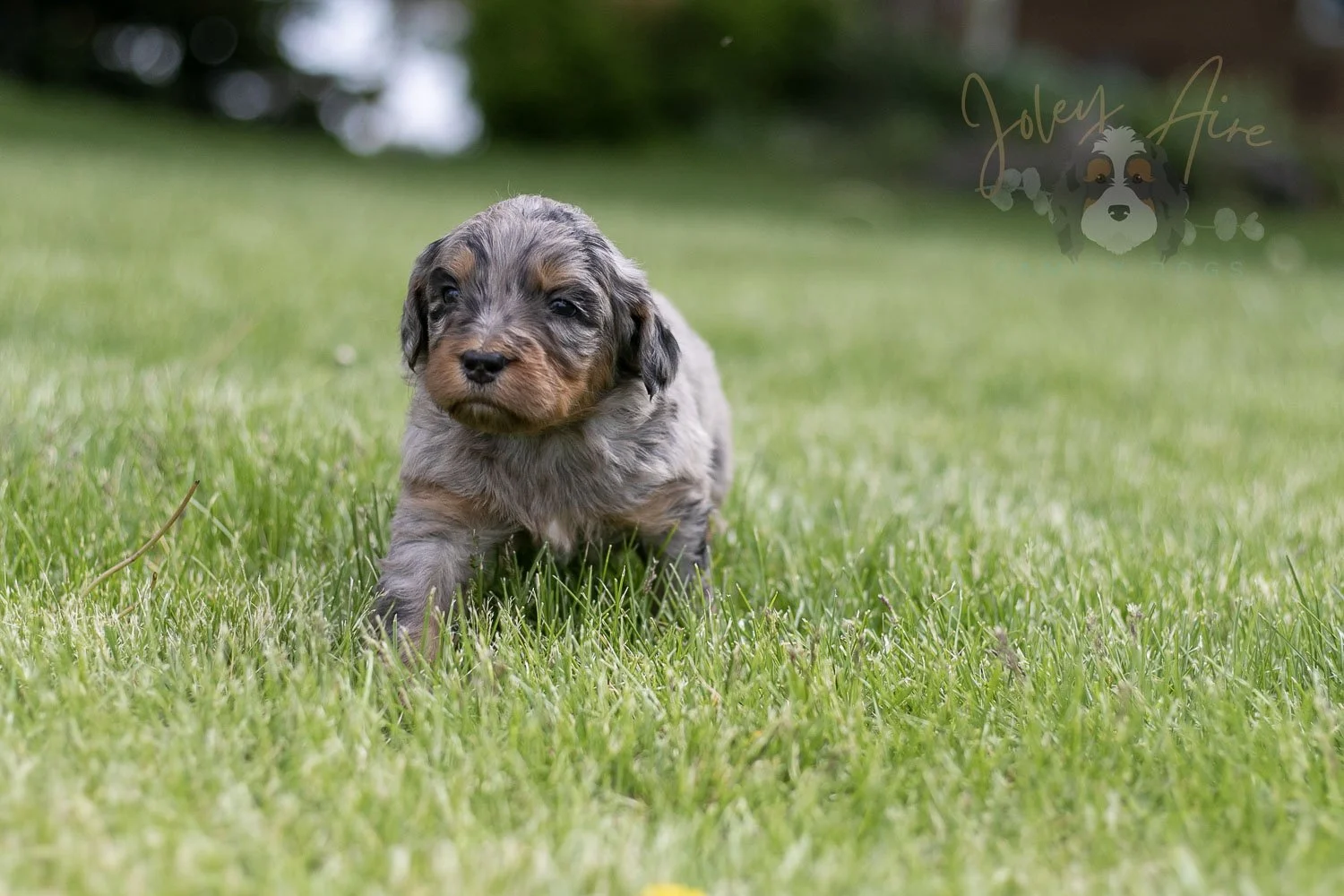 Ukelele Bernedoodle Puppy-34.jpg