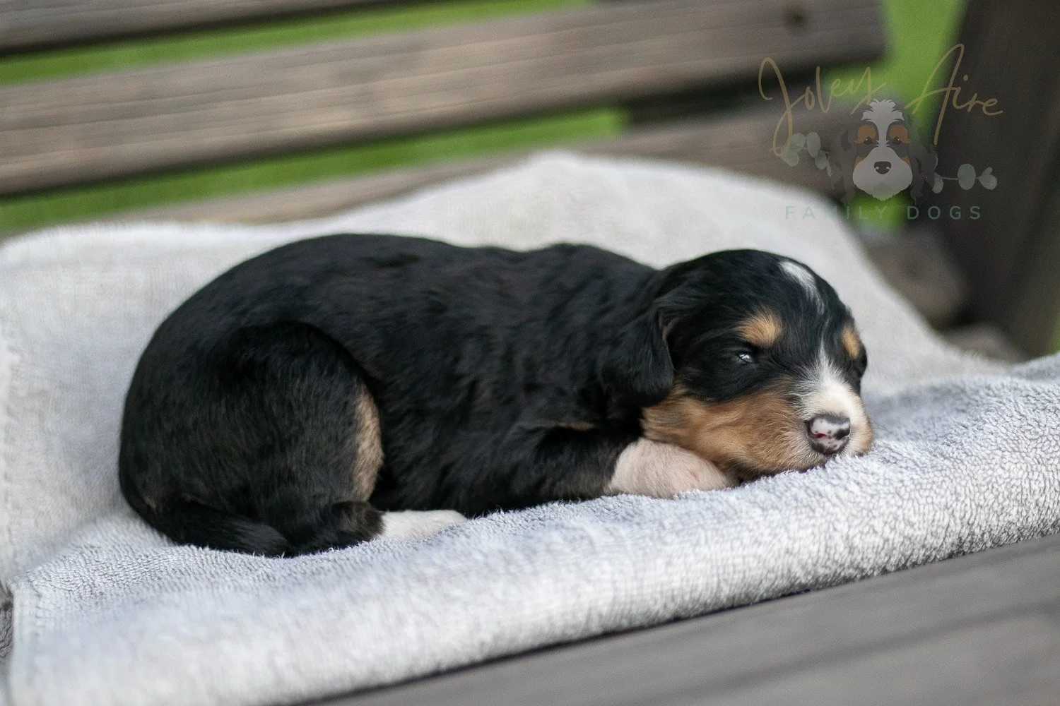 Walter Shirley Bernedoodle Puppy-38.jpg