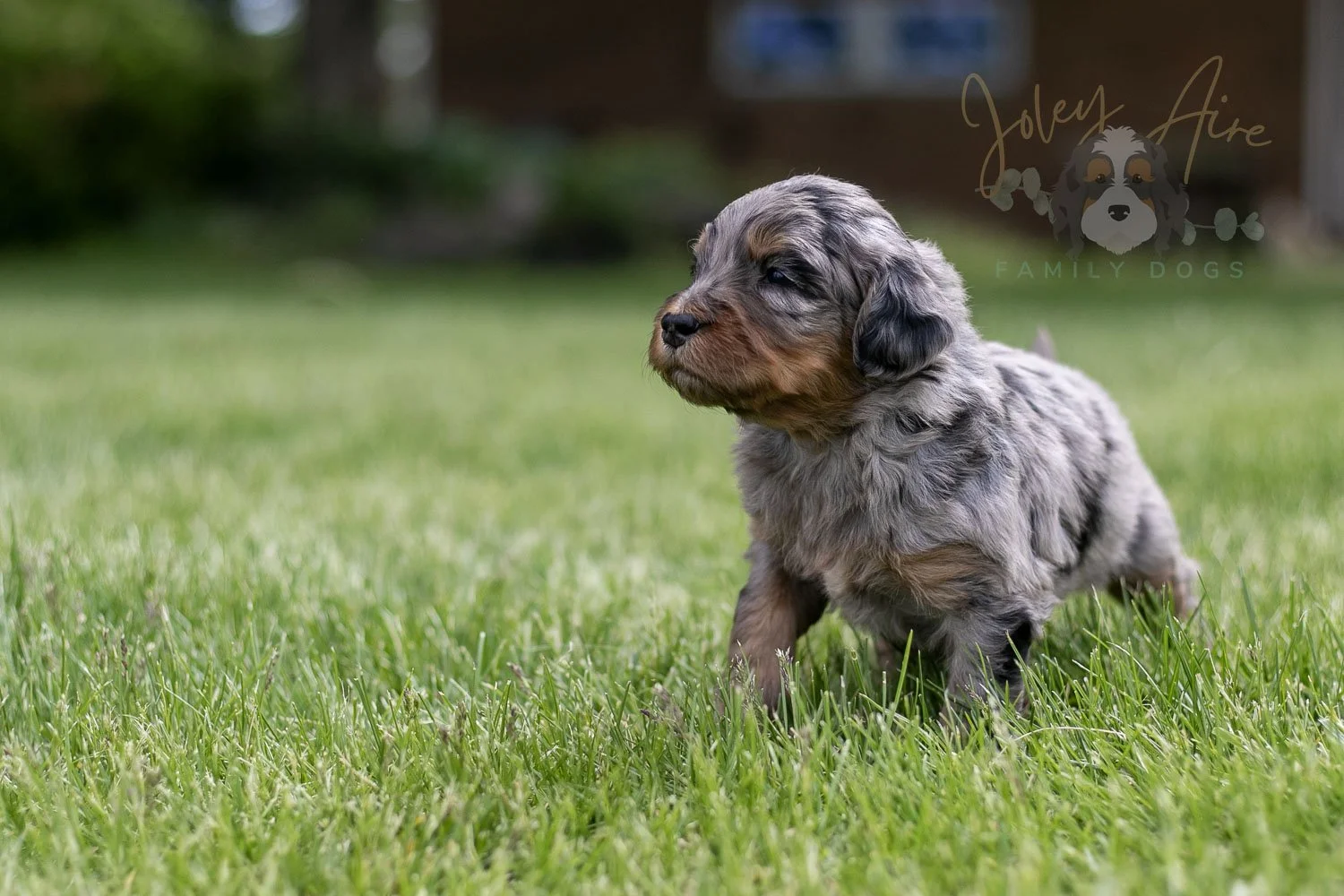 Ukelele Bernedoodle Puppy-41.jpg