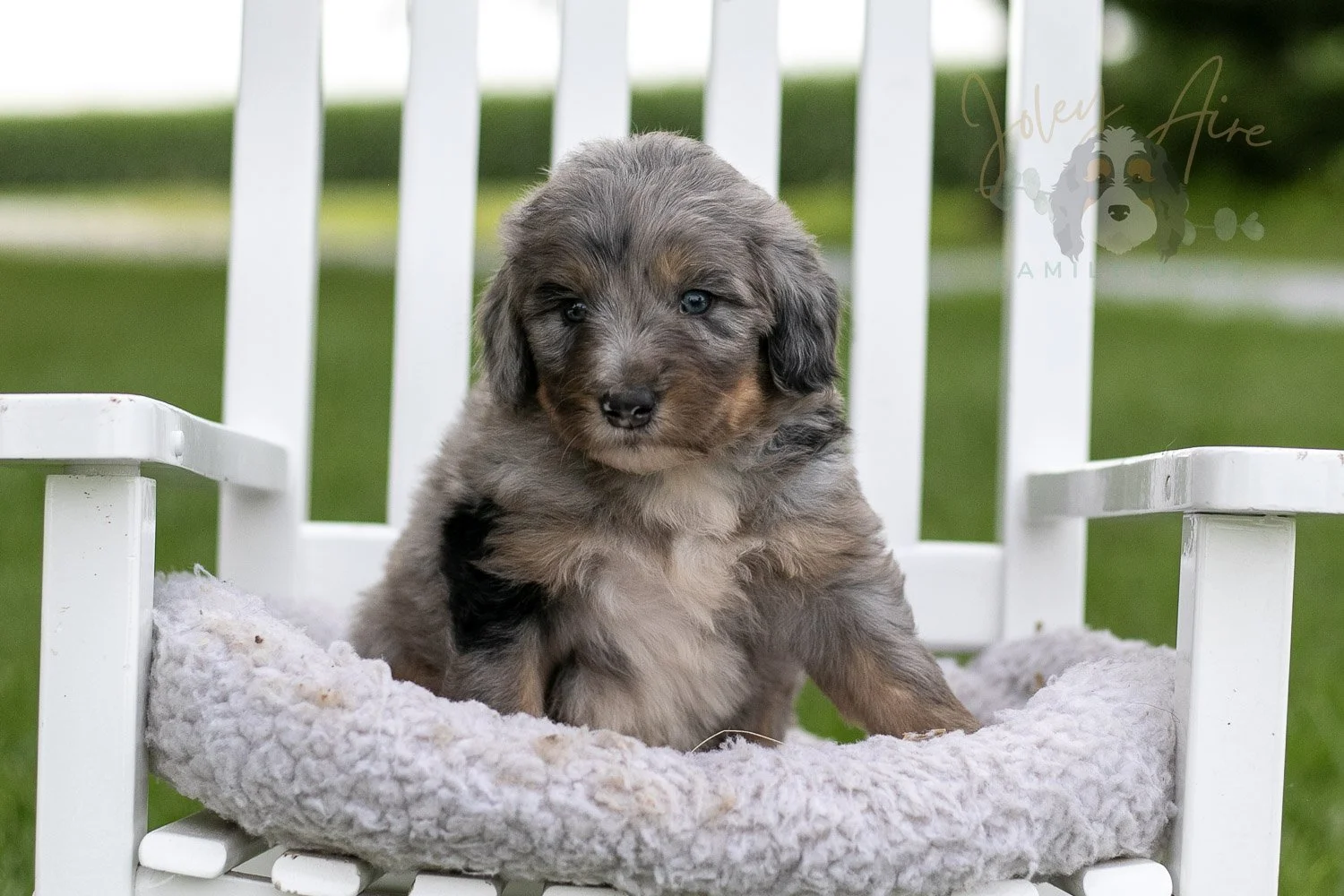 Matthew Cuthbert Bernedoodle Puppy-911.jpg