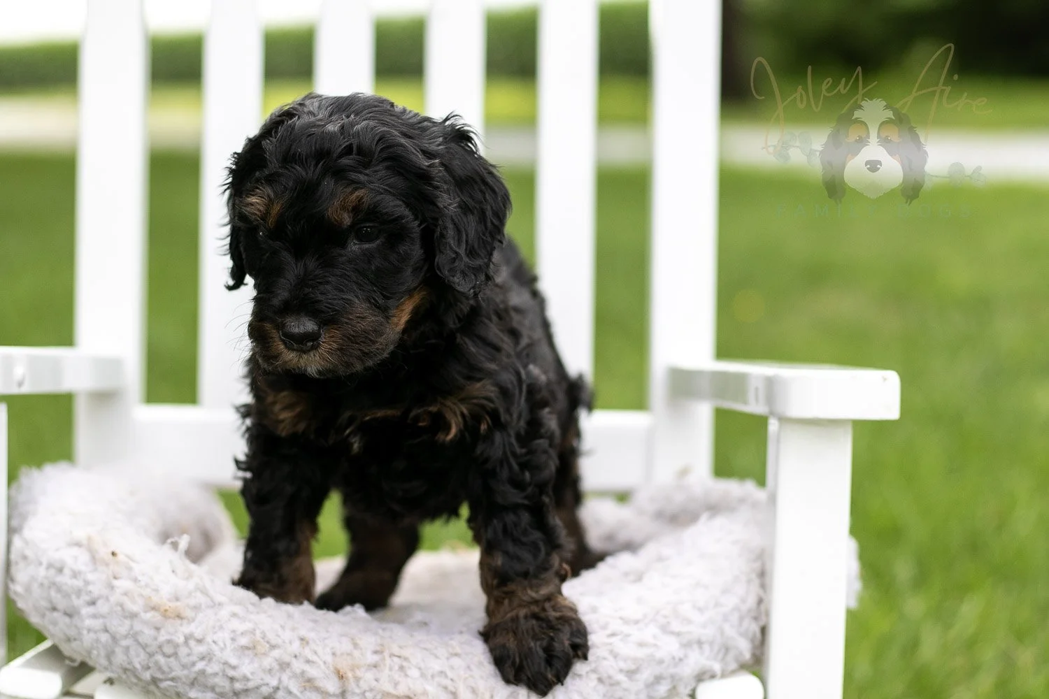 Denali Bernedoodle Puppy-842.jpg