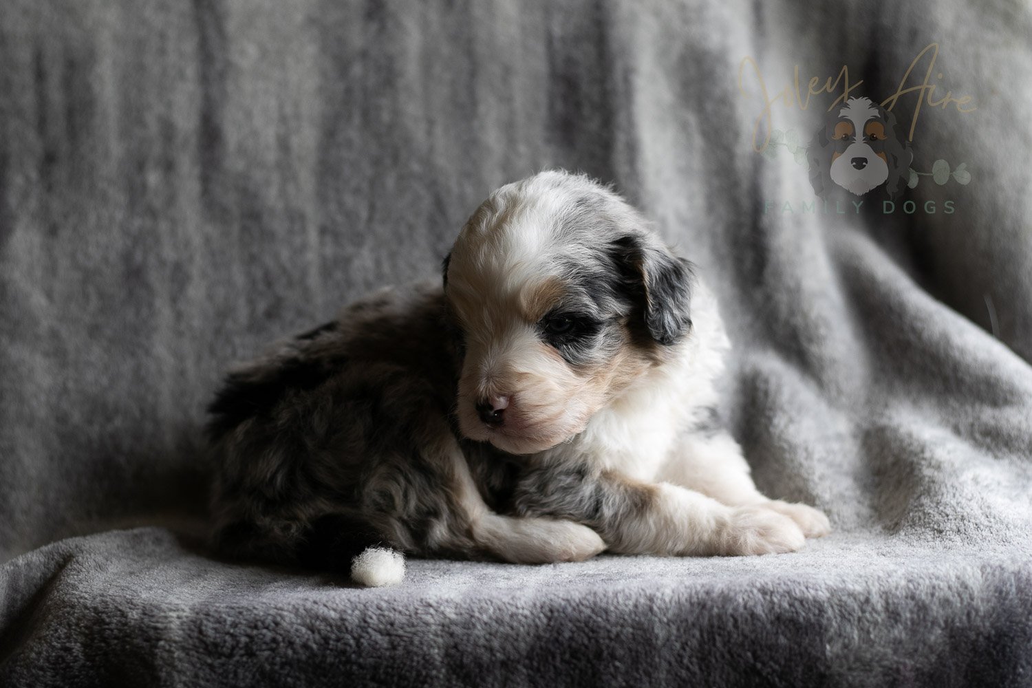 Pablo Picasso Bernedoodle Puppy-112.jpg