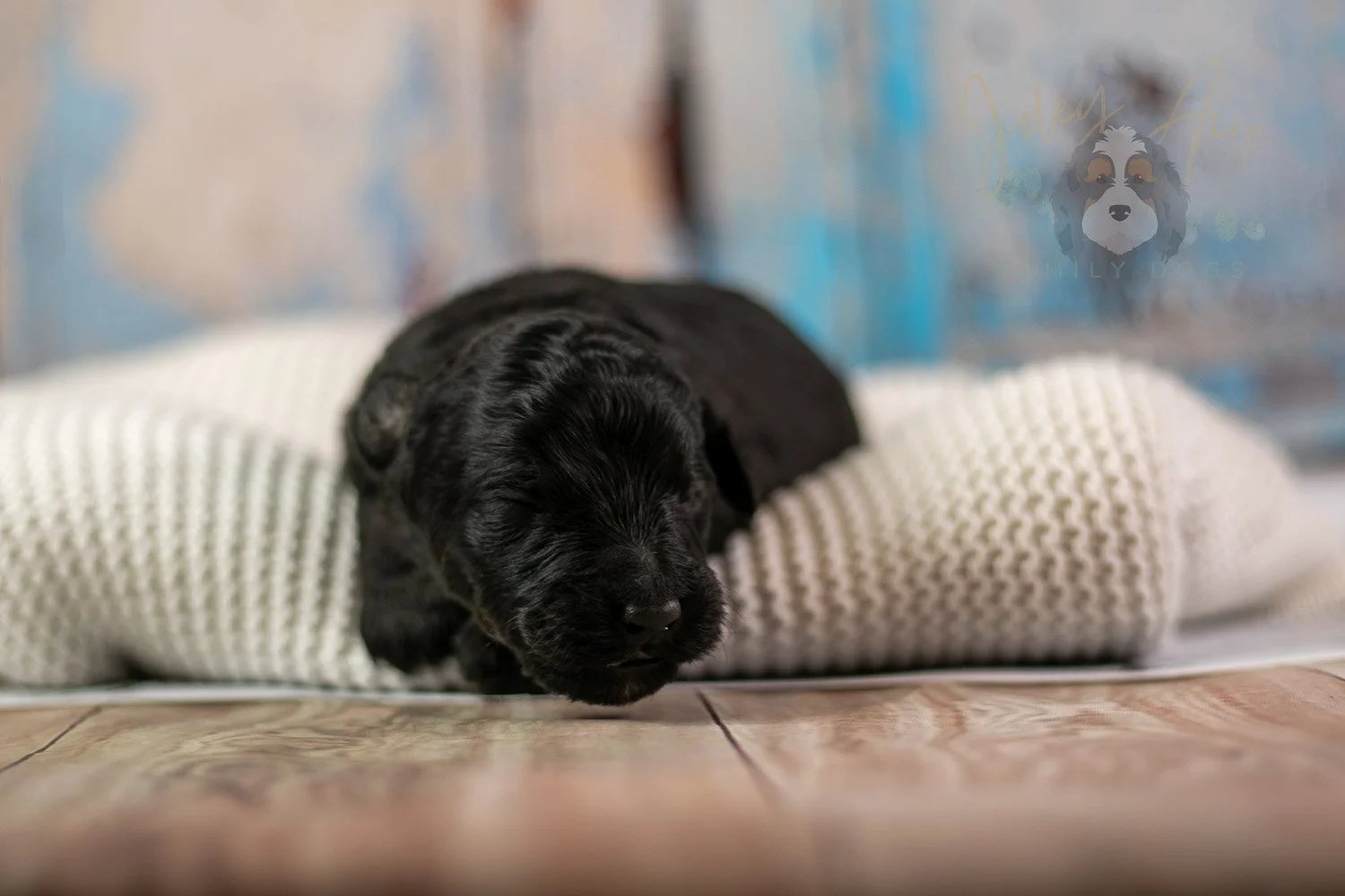 Andy Warhol Bernedoodle Puppy-216.jpg