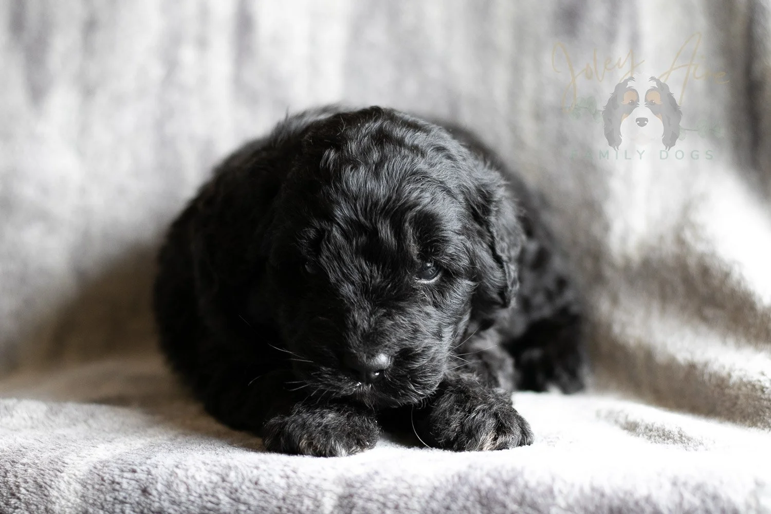 Claude Monet Bernedoodle Puppy-194.jpg