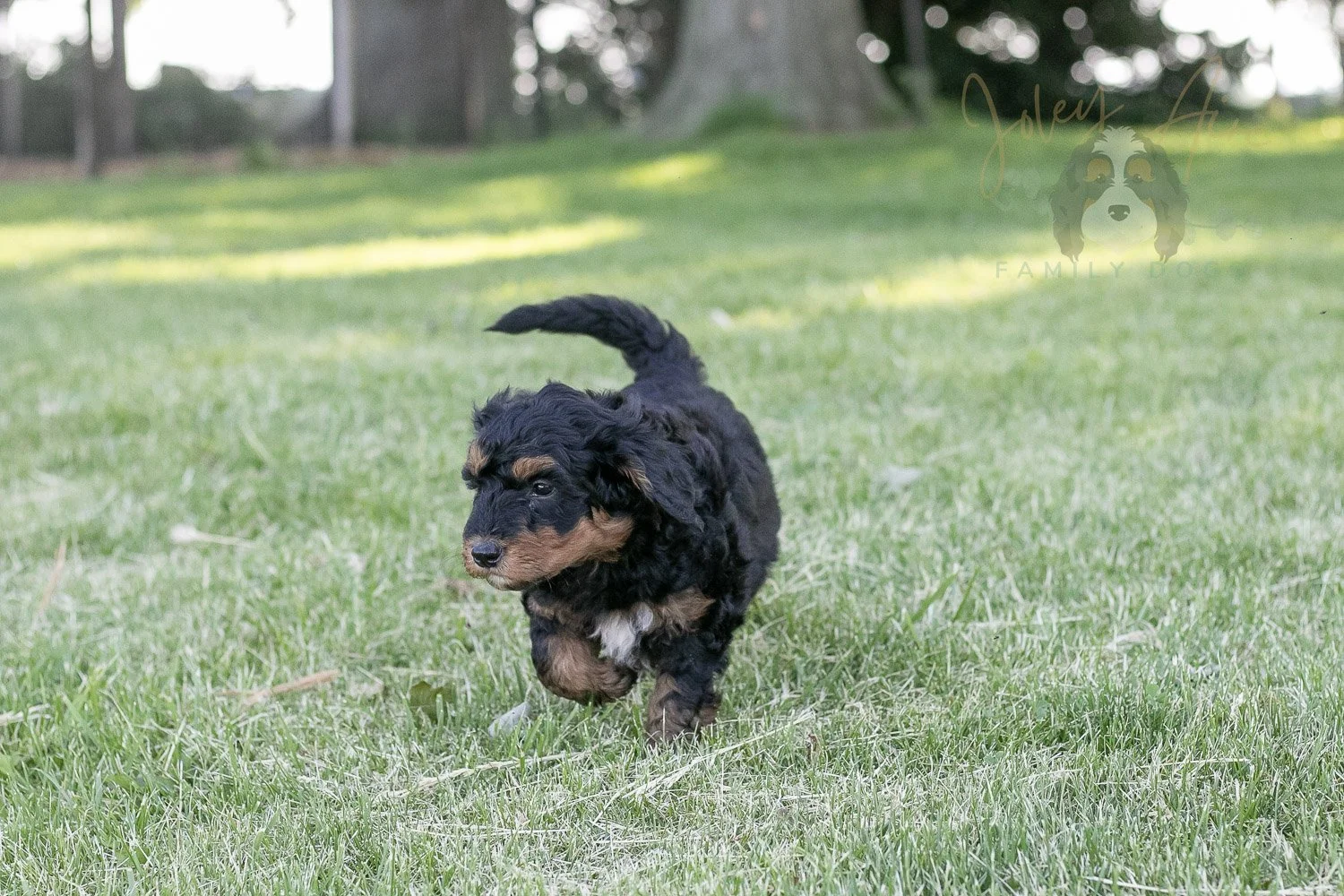 Banjo Bernedoodle Puppy-15.jpg