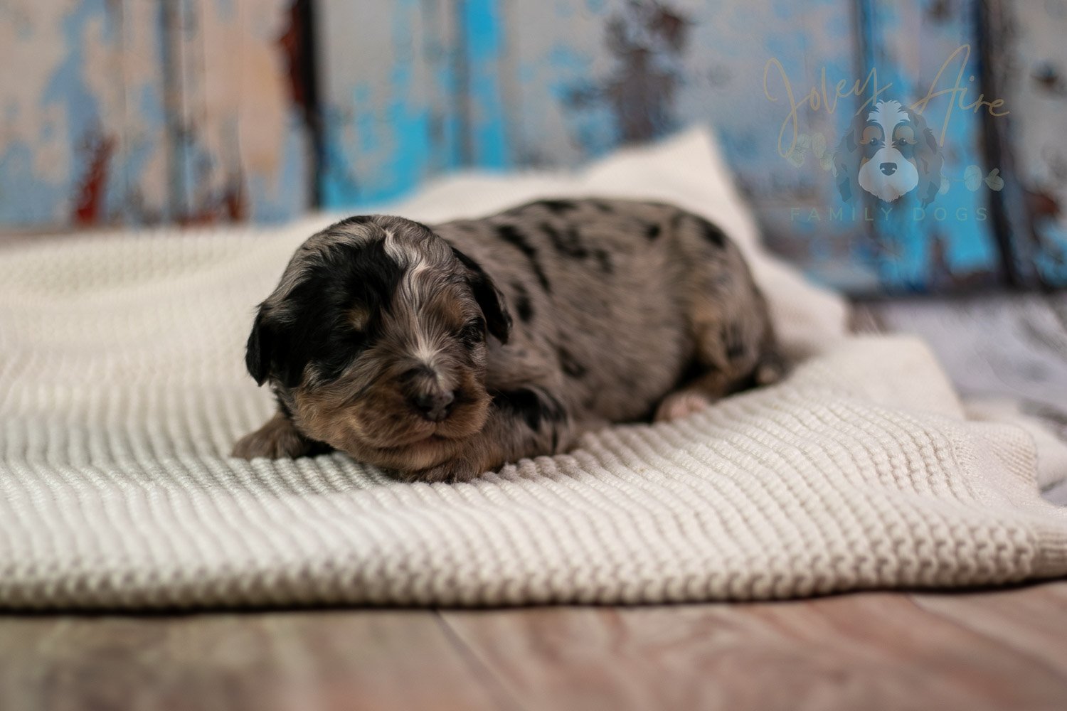Frida Bernedoodle Puppy-198.jpg
