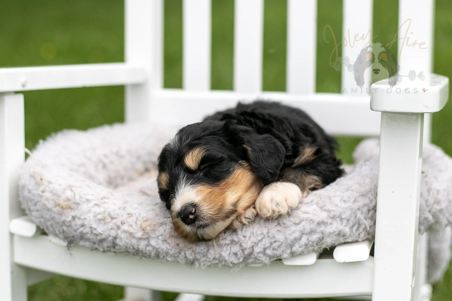 Walter Shirley Bernedoodle Puppy-895.jpg