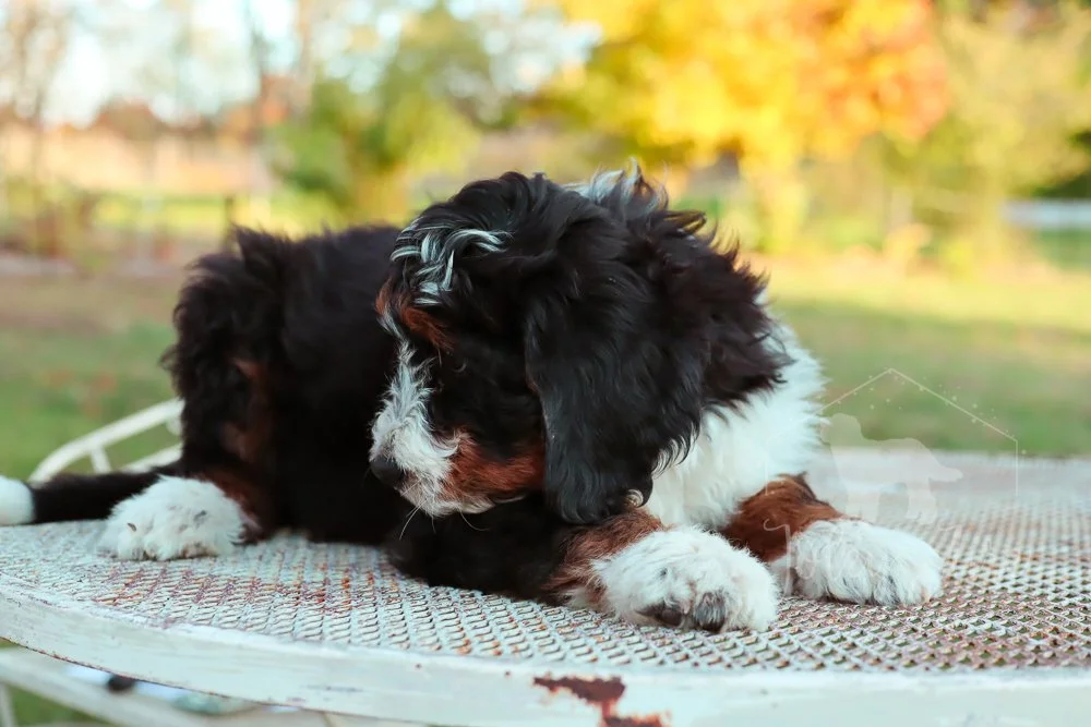 Salmon - Bernedoodle puppy2.jpg