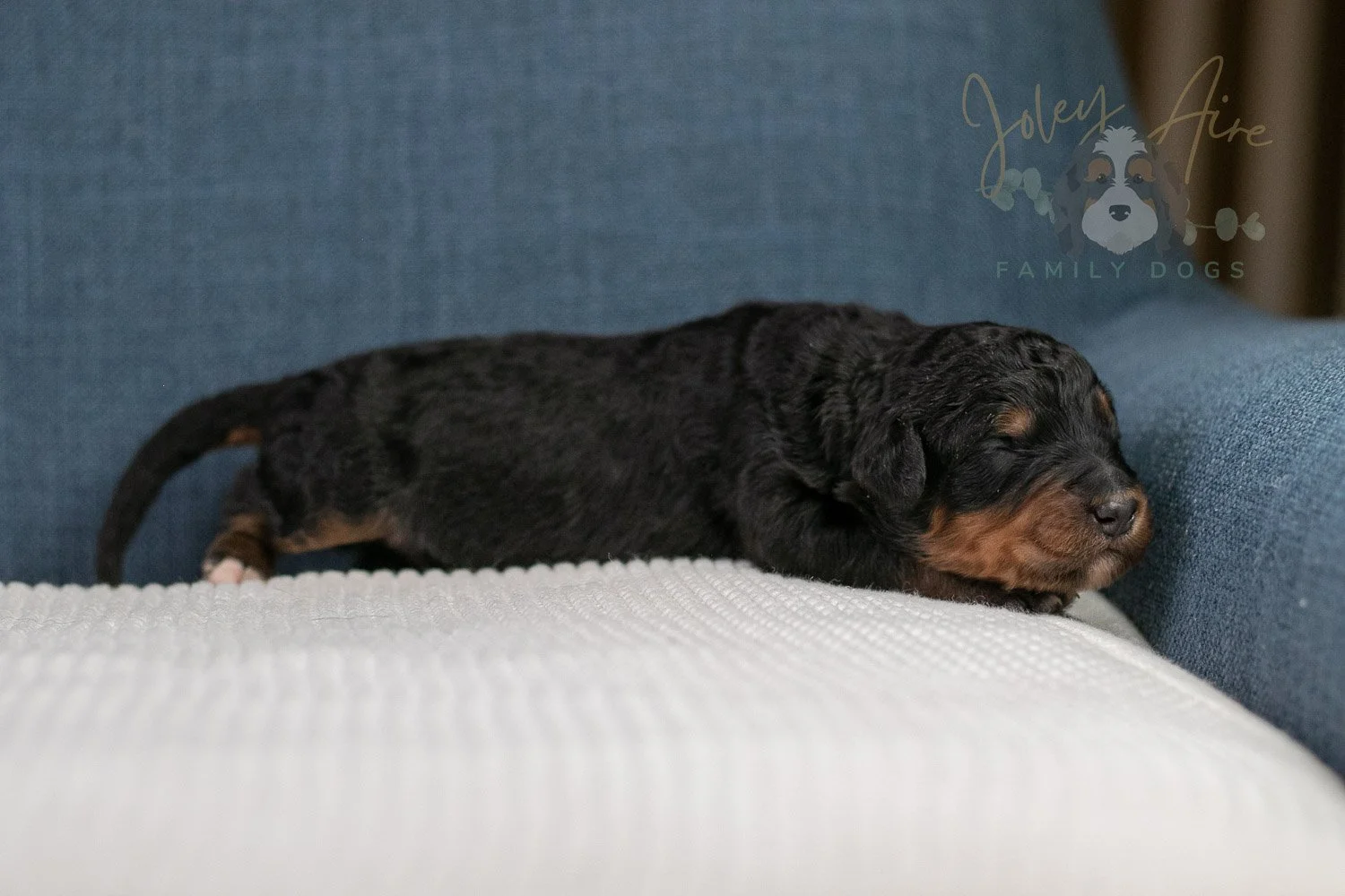 Asher Bernedoodle Puppy-91.jpg