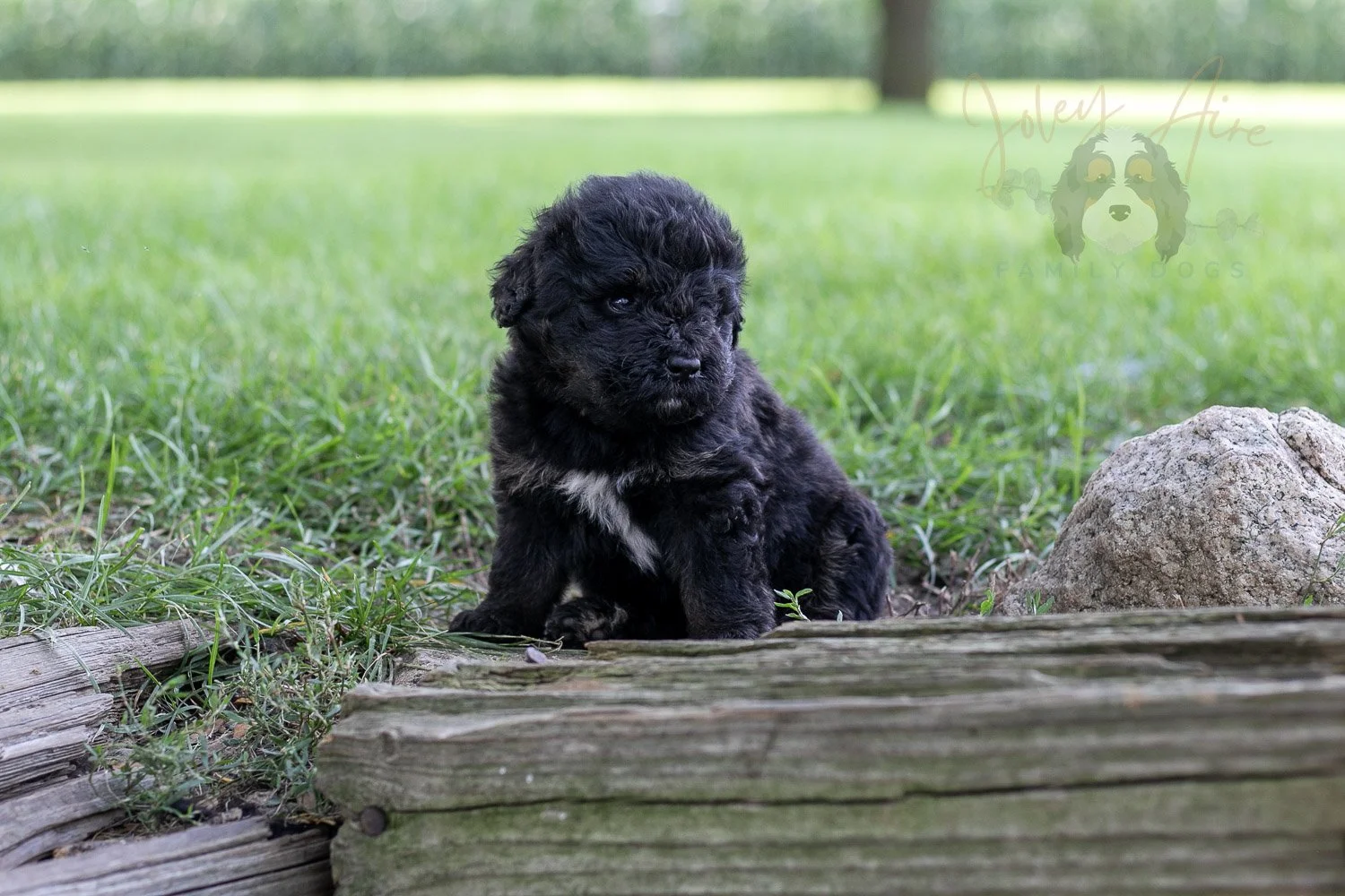 Andy Warhol Bernedoodle Puppy-162.jpg