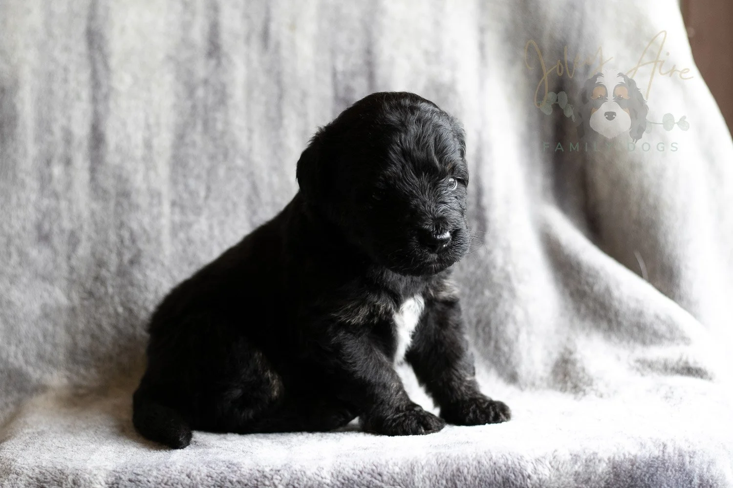 Andy Warhol Bernedoodle Puppy-121.jpg