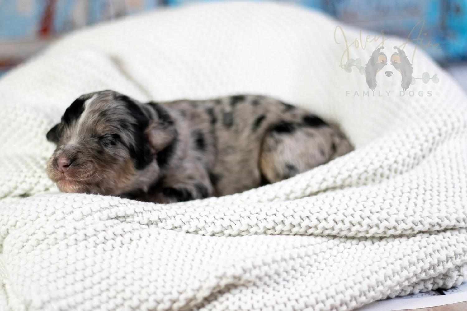 Frida Kahlo Bernedoodle Puppy-14.jpg