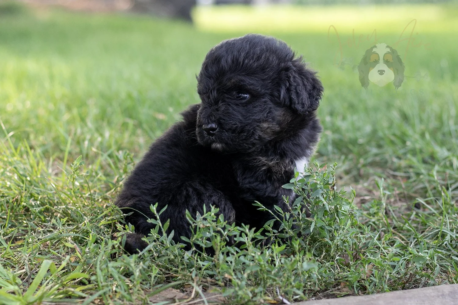 Andy Warhol Bernedoodle Puppy-171.jpg