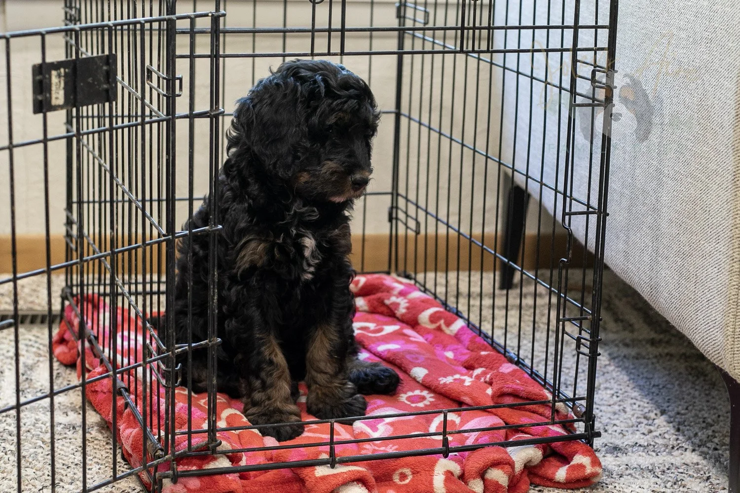 Denali Bernedoodle Puppy-564.jpg