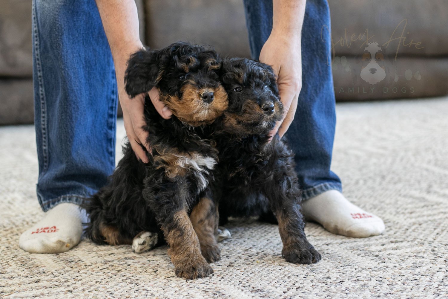 Aurora & Cinderella Bernedoodle Puppy-04.jpg