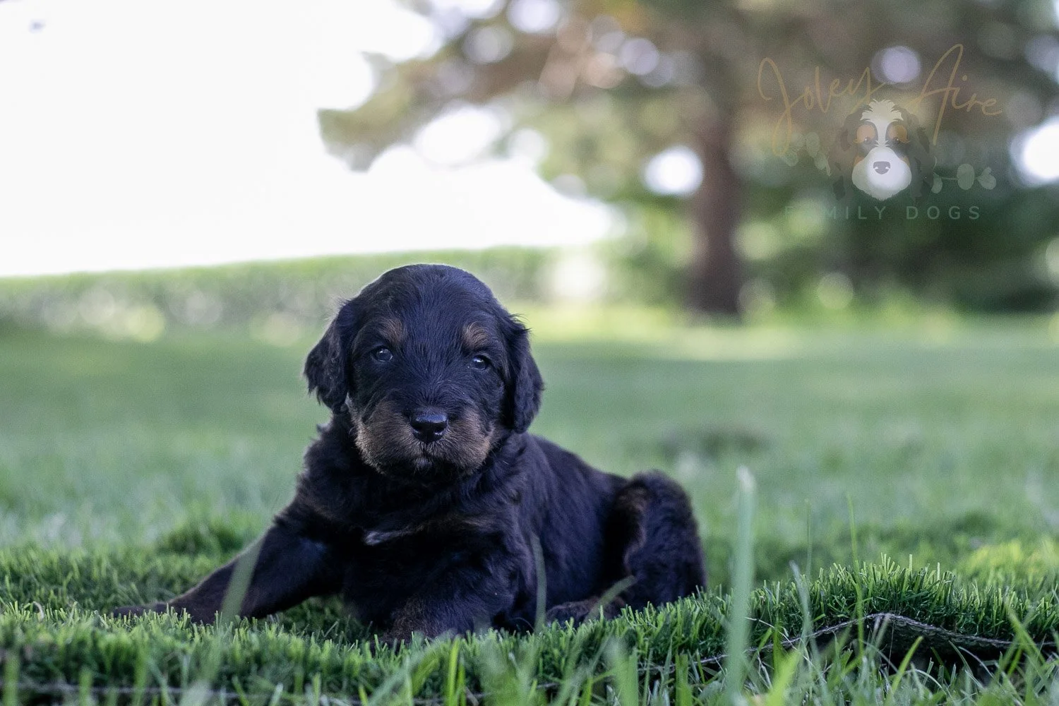 Olympic Bernedoodle Puppy-359.jpg