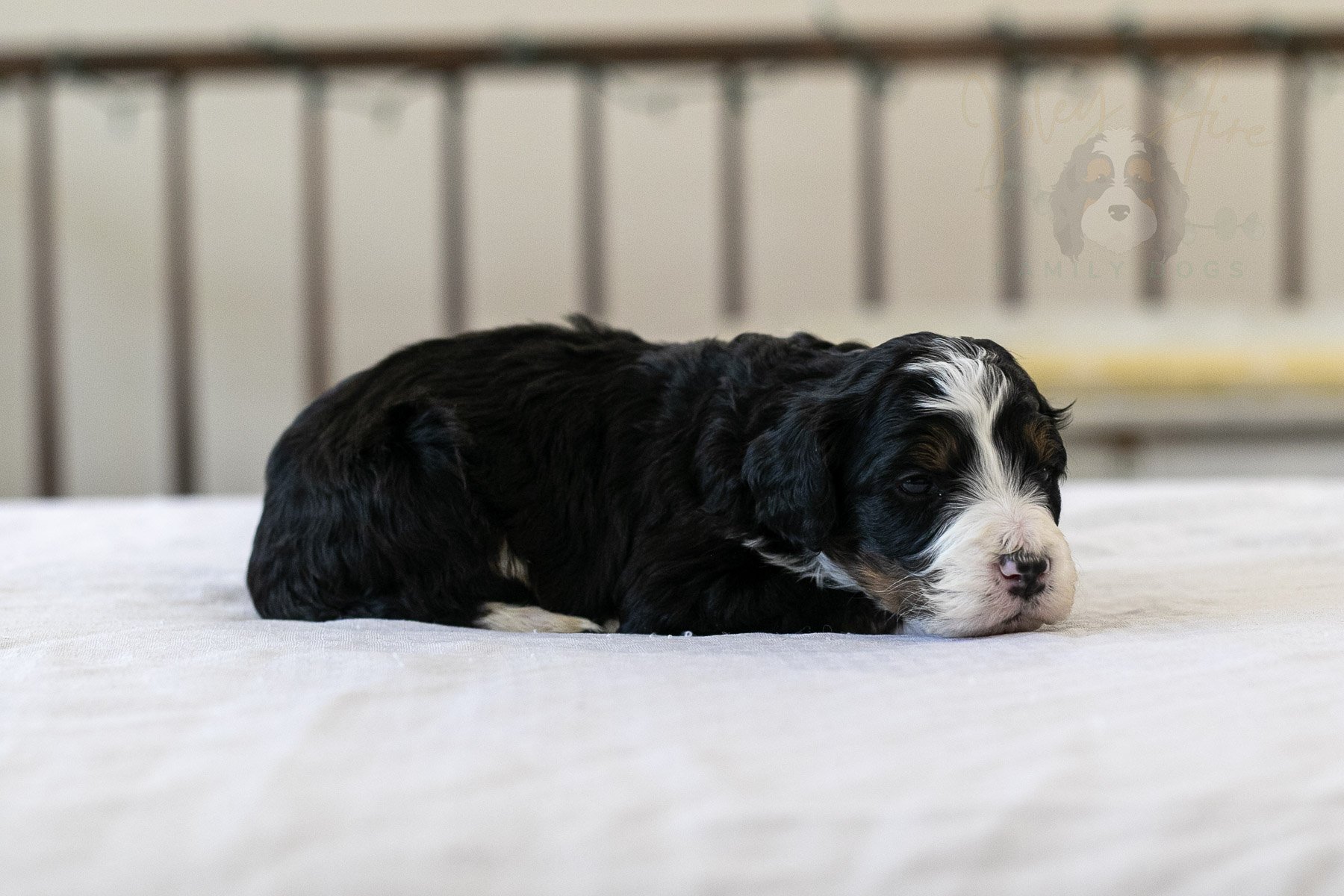 Belle  Bernedoodle Puppy-07.jpg