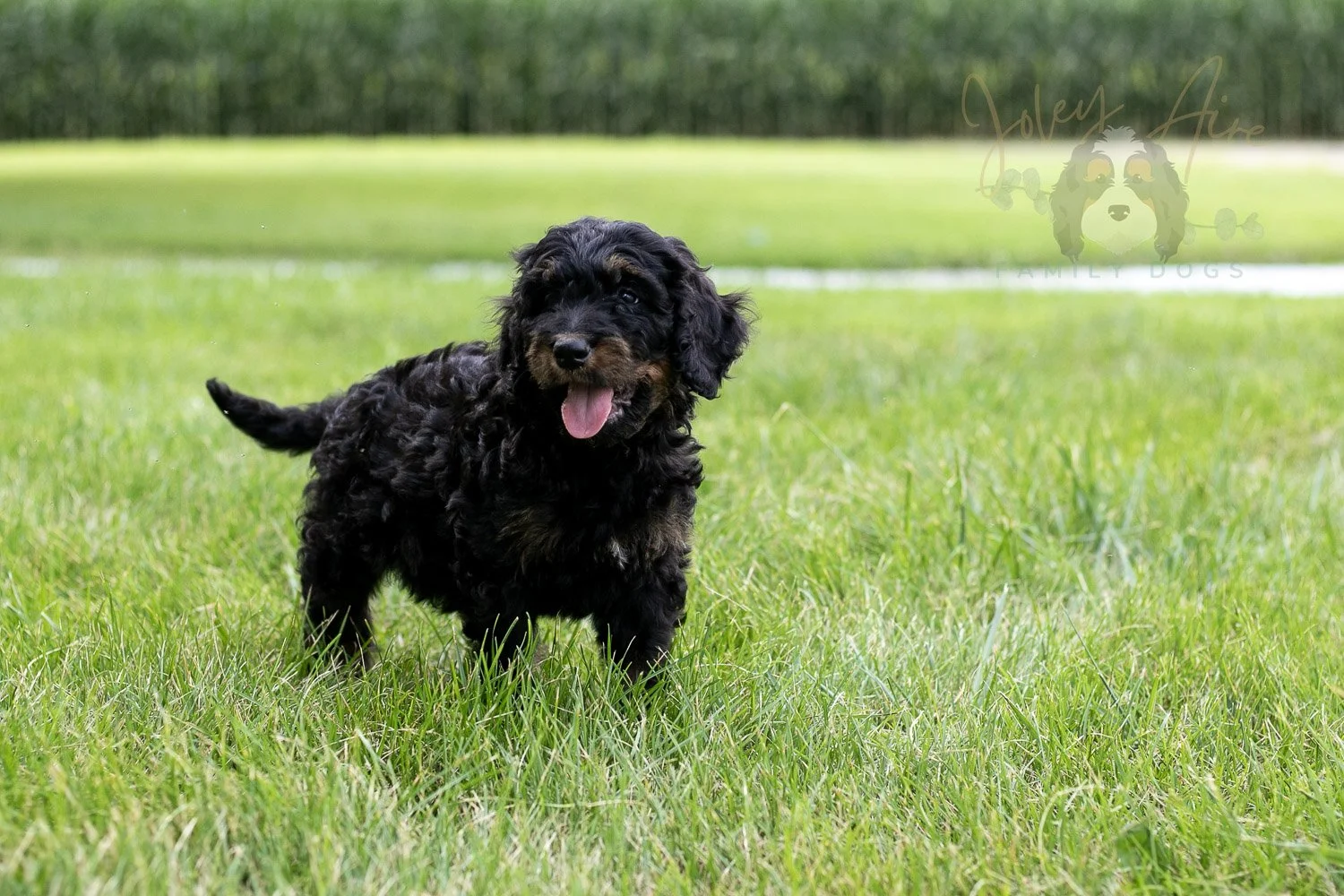 Bryce Bernedoodle Puppy-70.jpg
