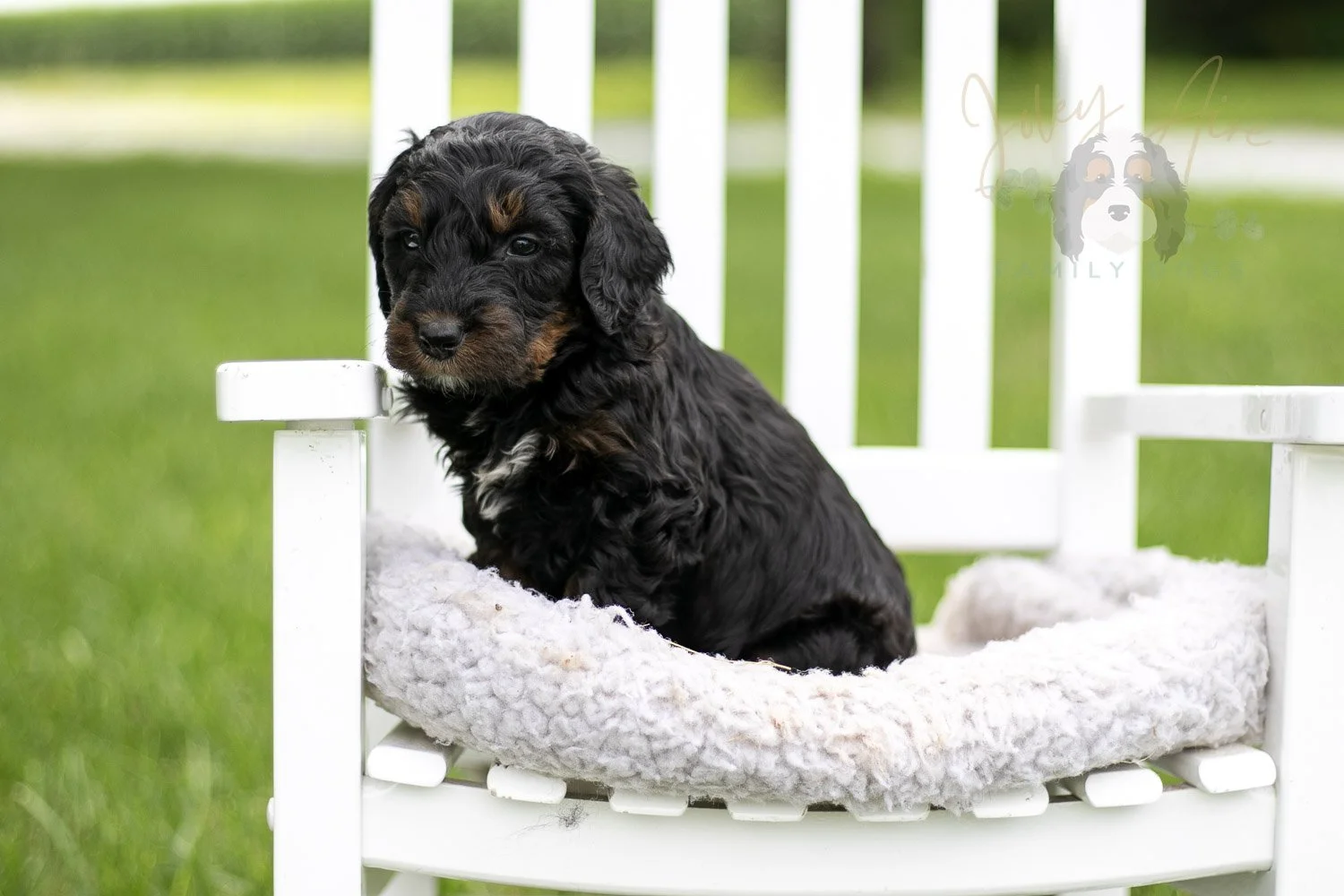 Acadia Bernedoodle Puppy-837.jpg