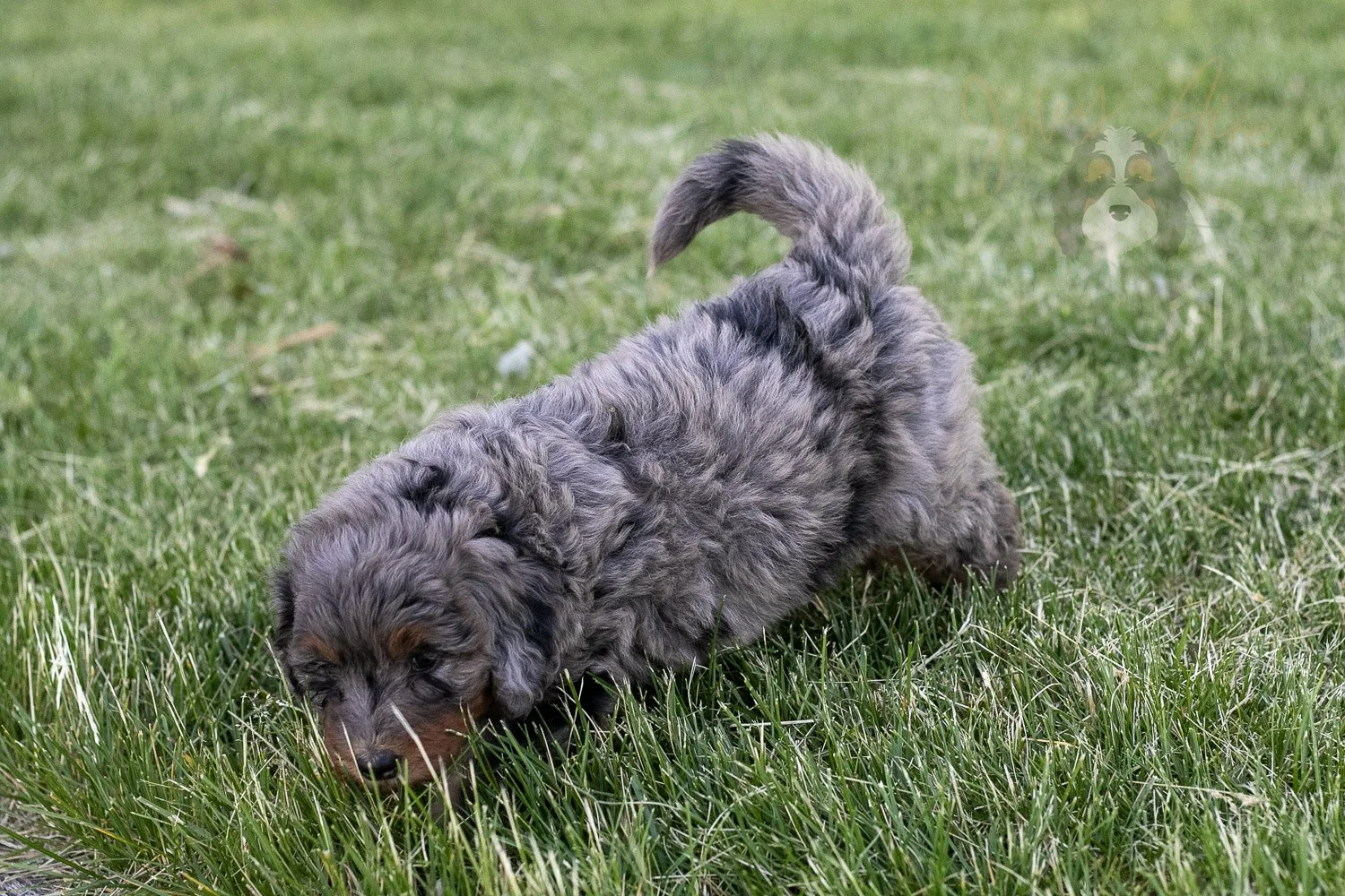 Flute Bernedoodle Puppy-31.jpg