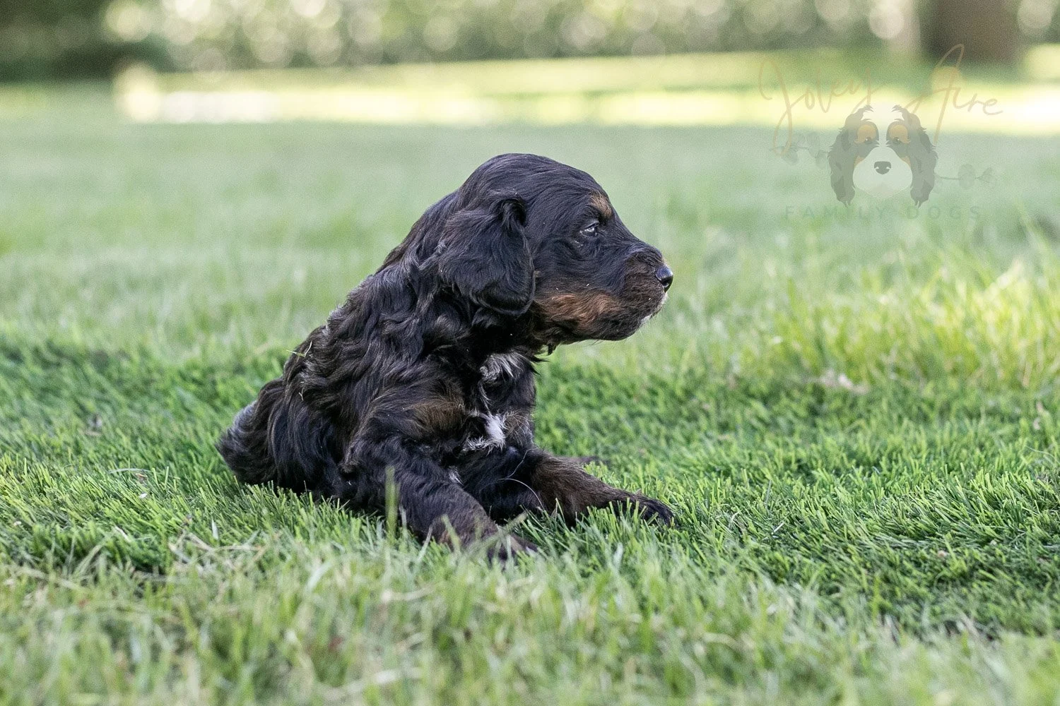 Denali Bernedoodle Puppy-311.jpg