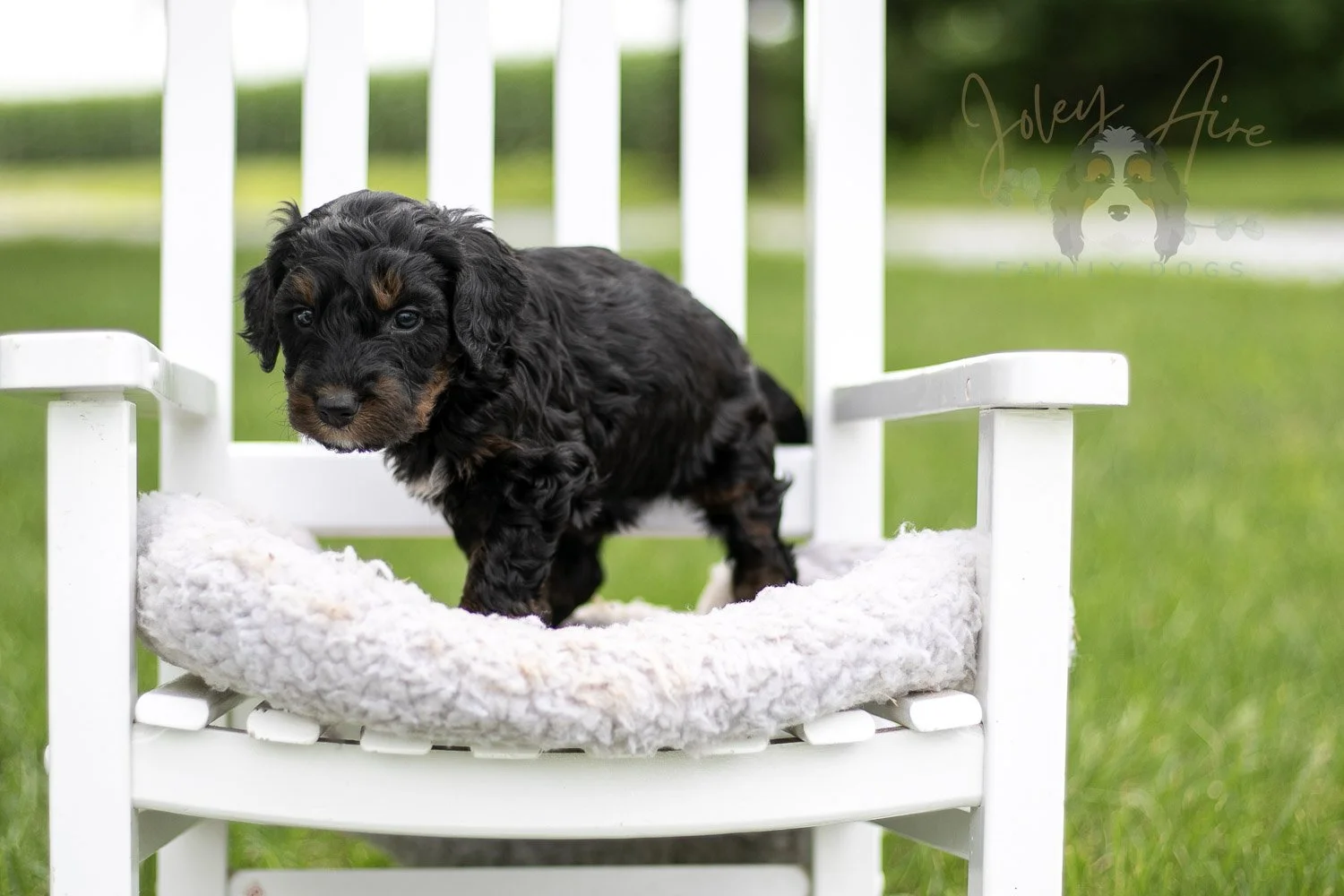 Acadia Bernedoodle Puppy-827.jpg