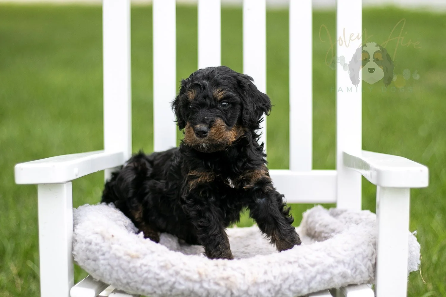 Bryce Bernedoodle Puppy-802.jpg