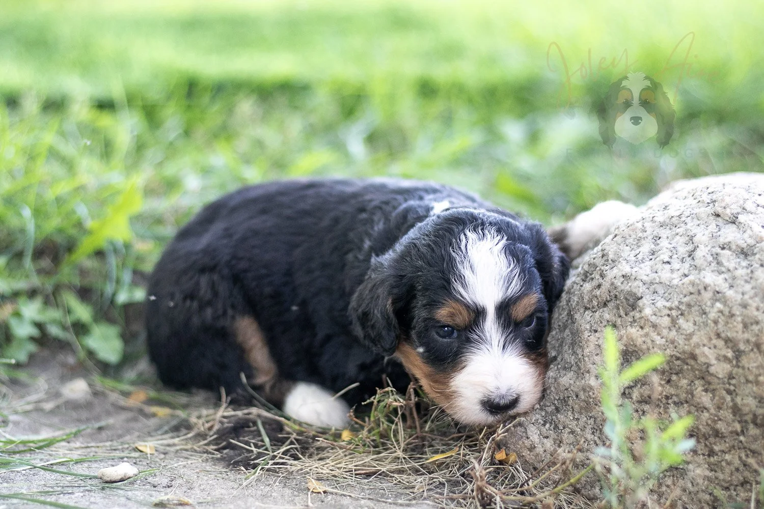 Diana Barry Bernedoodle Puppy-572.jpg