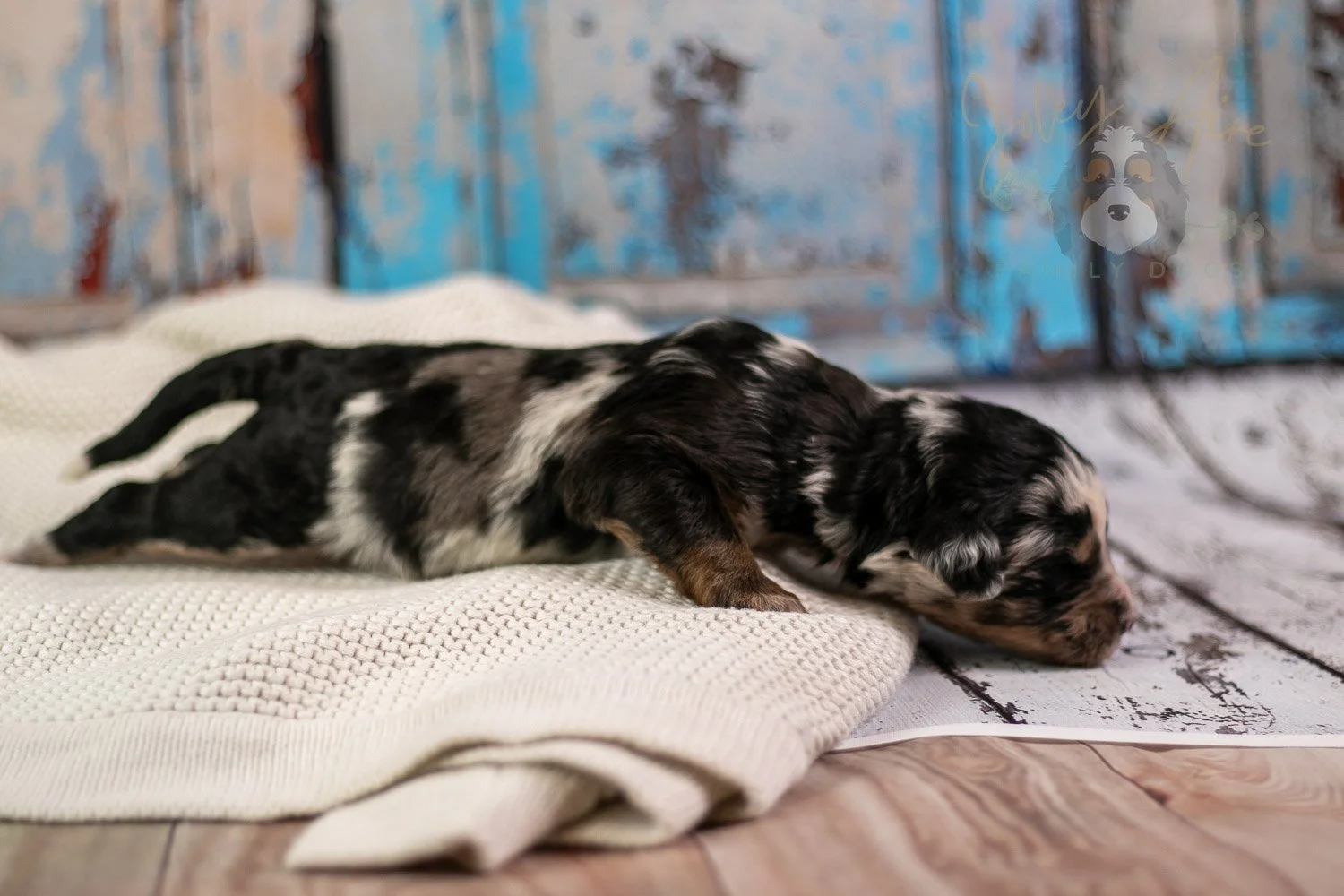 Artemisia Bernedoodle Puppy-274.jpg