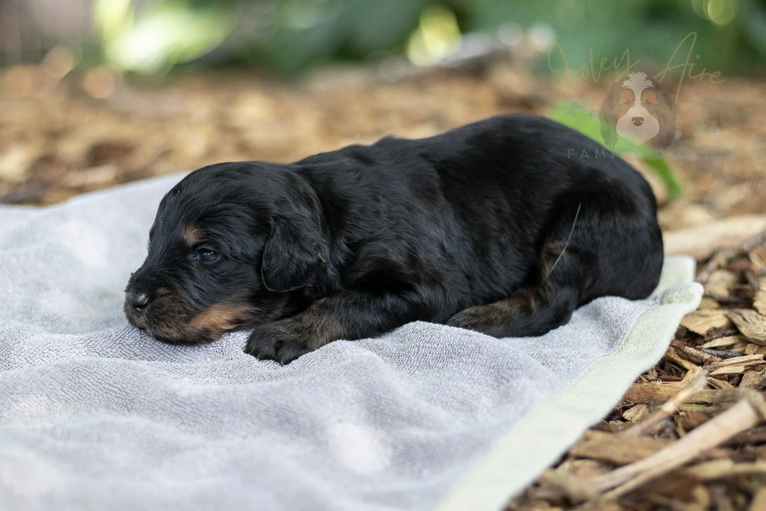 Olympic Bernedoodle Puppy-119.jpg