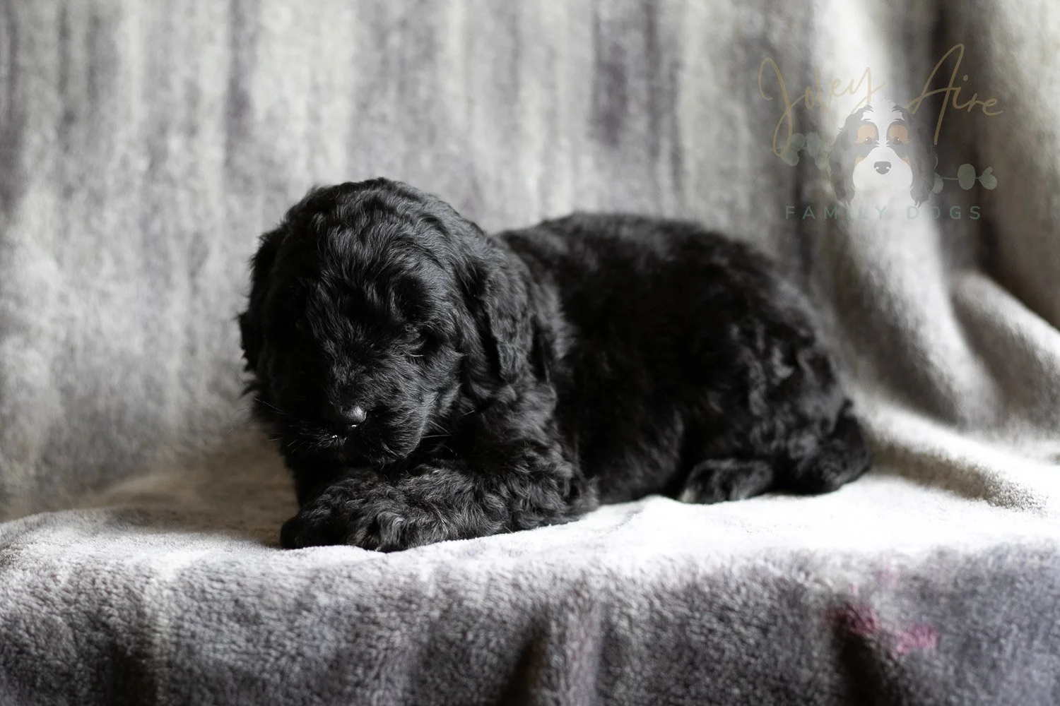 Claude Monet Bernedoodle Puppy-190.jpg