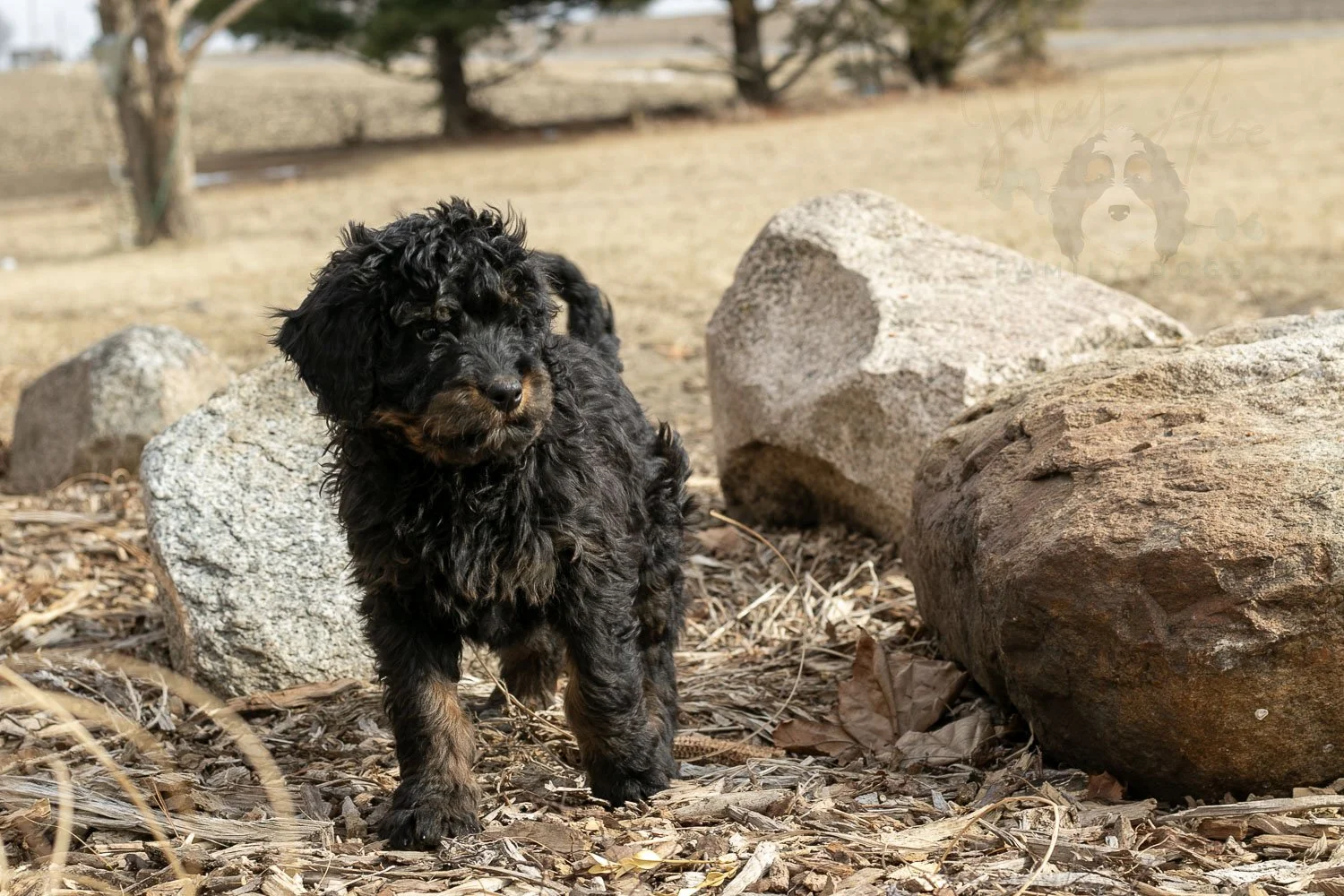 Aurora Bernedoodle Puppy-04.jpg