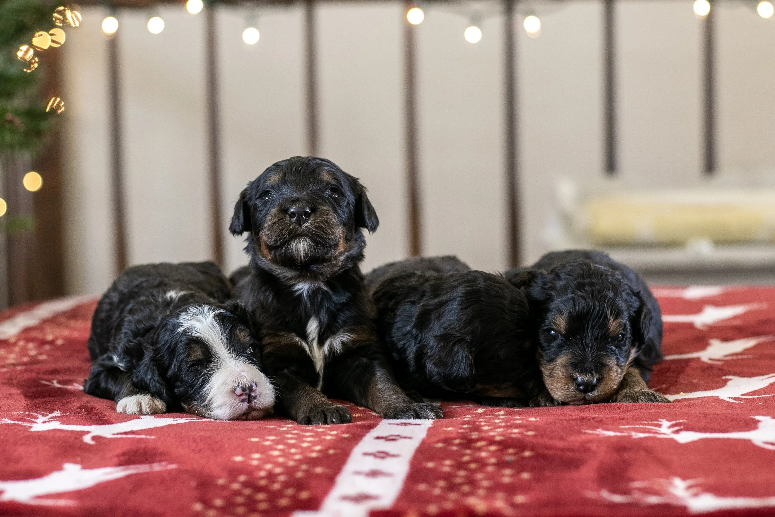 Whole Litter Disney Bernedoodle Puppy-7.jpg