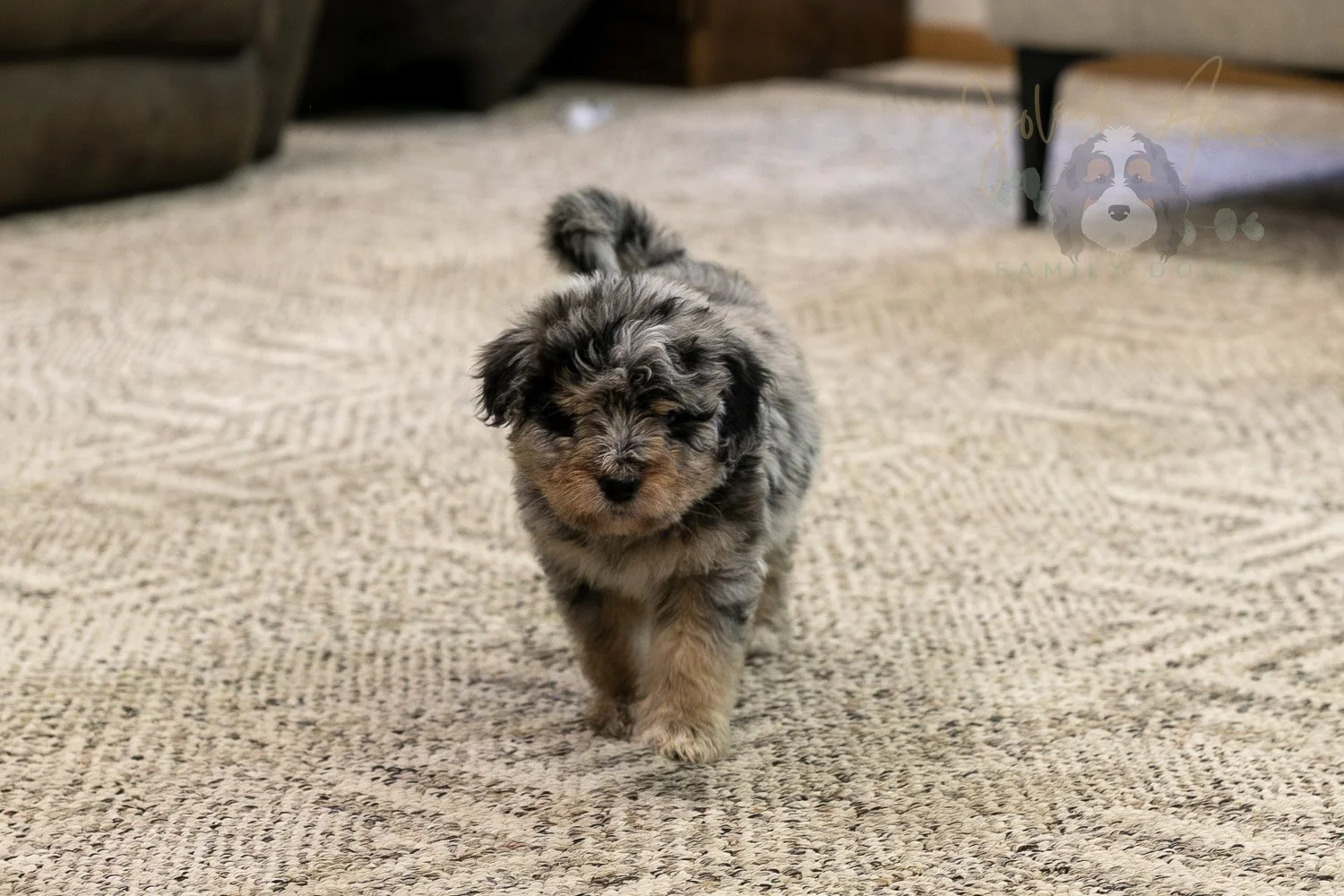 Mary Bernedoodle Puppy-315.jpg
