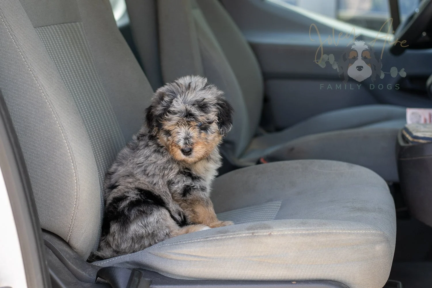 Mary Bernedoodle Puppy-317.jpg