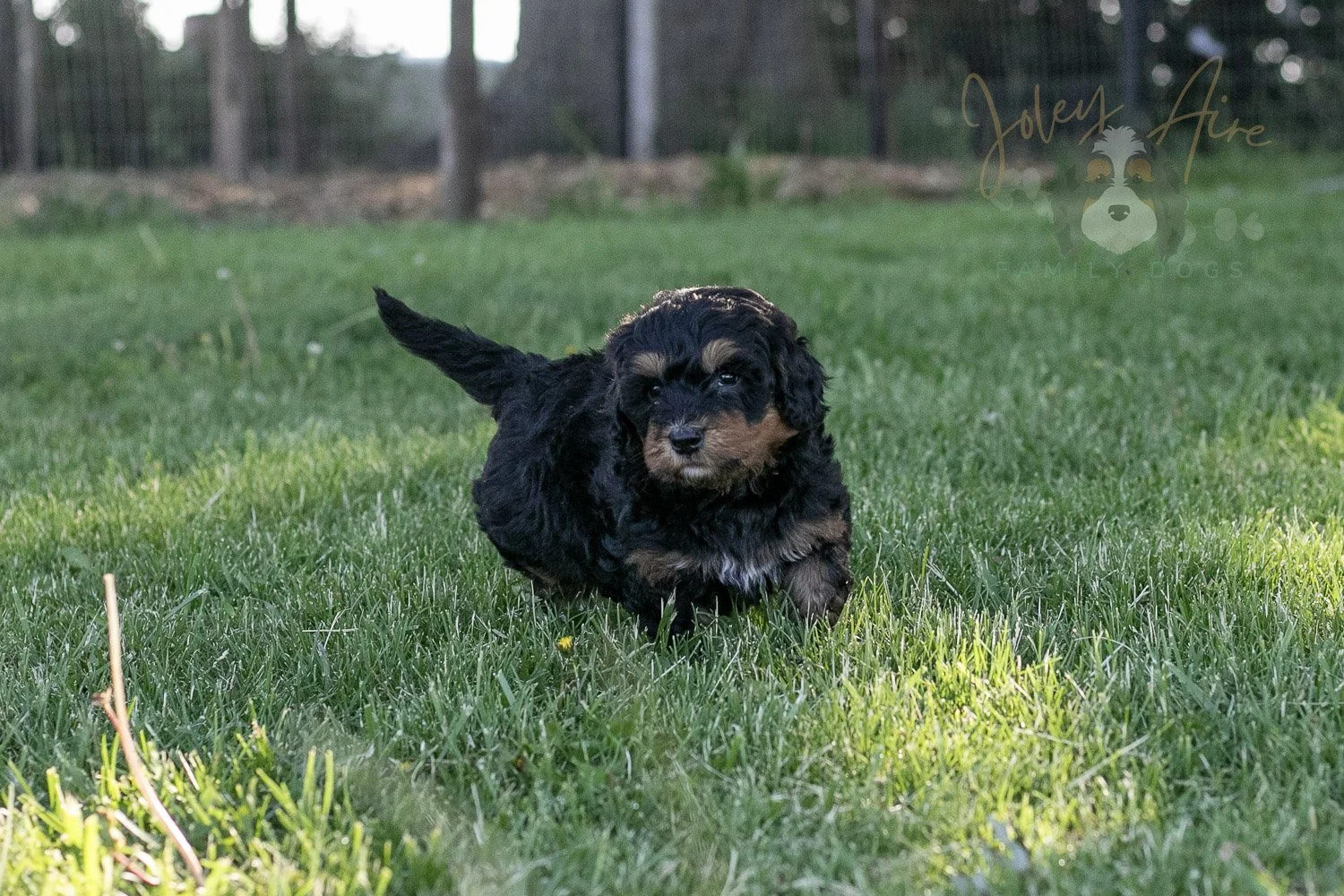 Guitar Bernedoodle Puppy-1.jpg