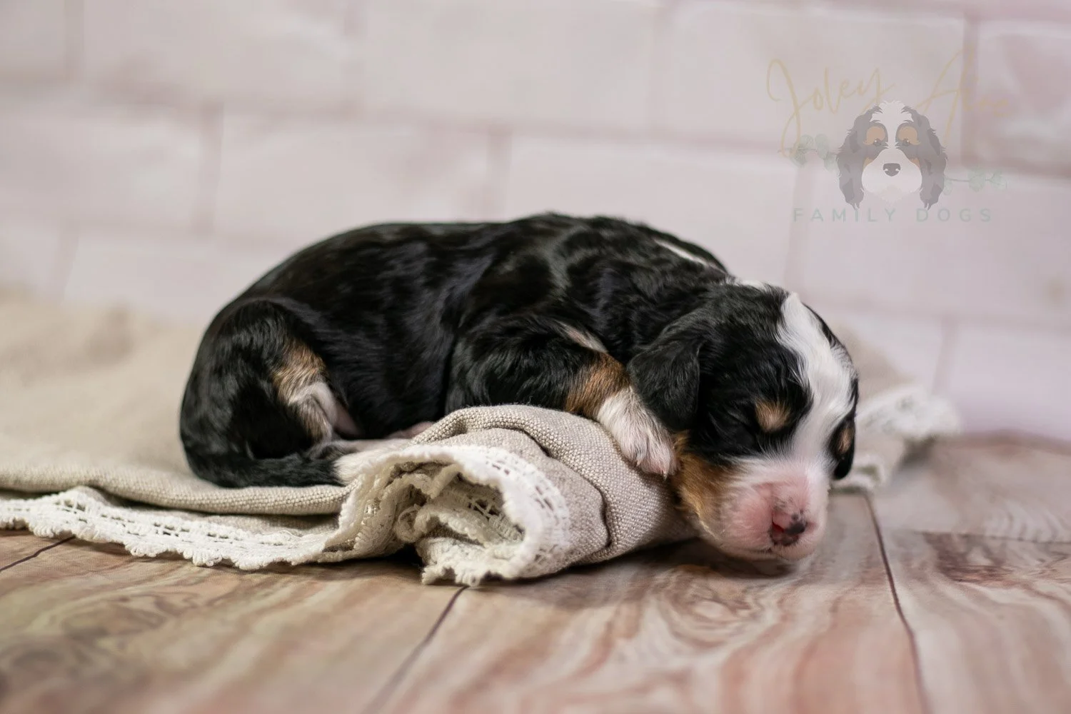 Yellowstone Bernedoodle Puppy-211.jpg