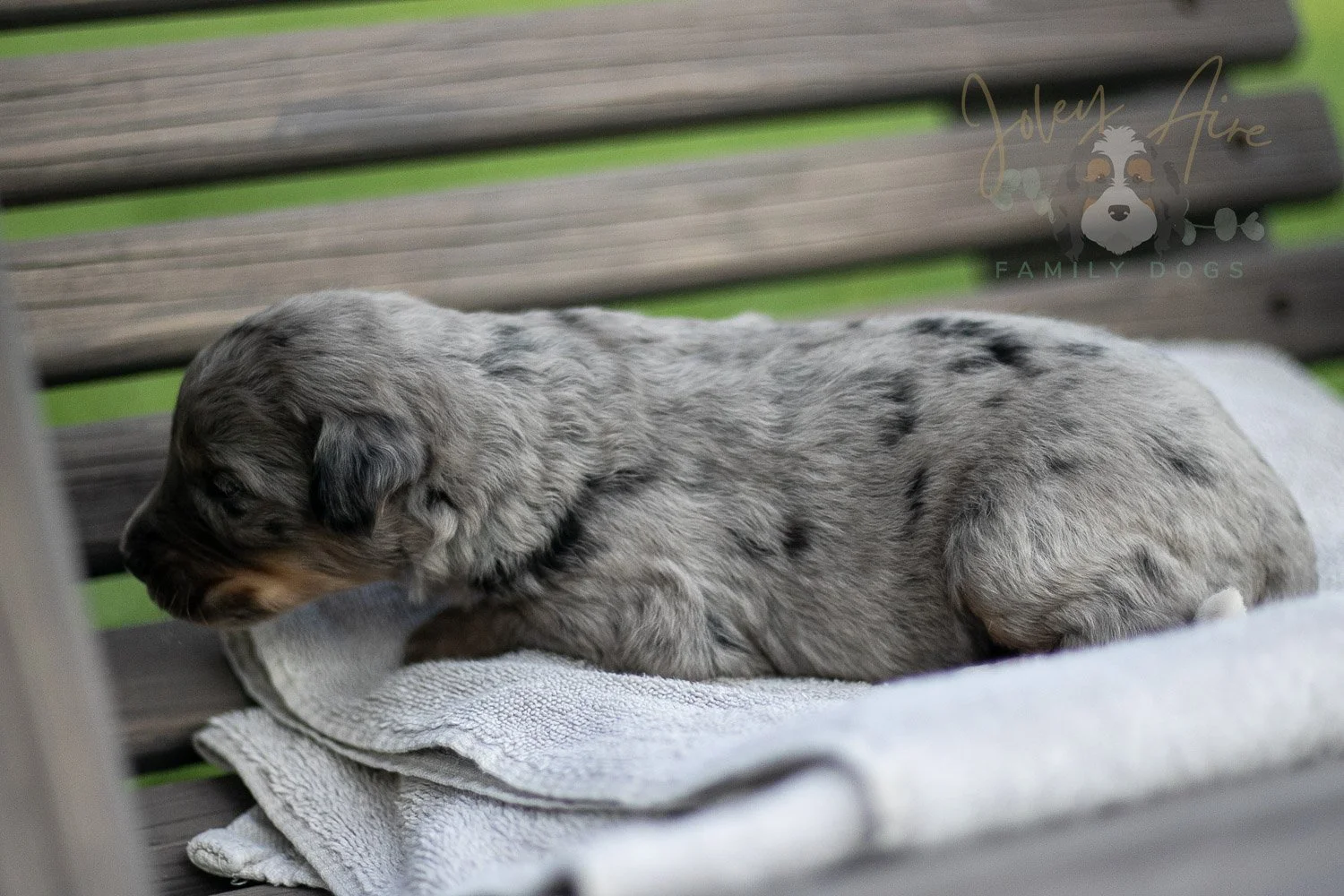 Matthew Cuthbert Bernedoodle Puppy-24.jpg