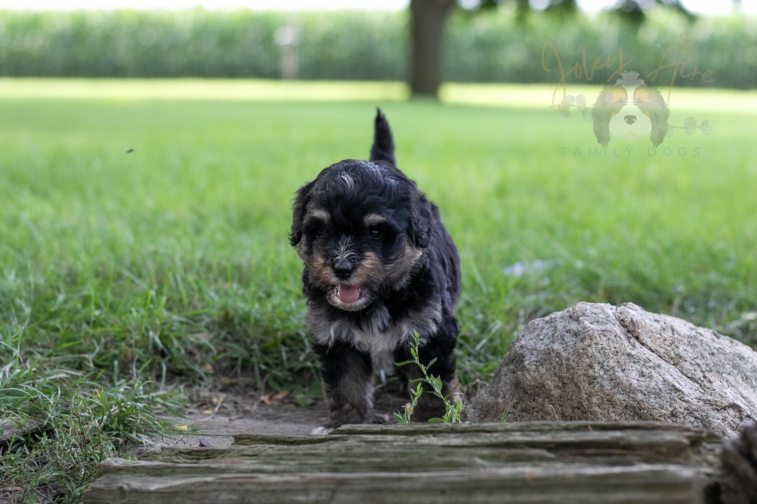 Georgia Bernedoodle Puppy-225.jpg
