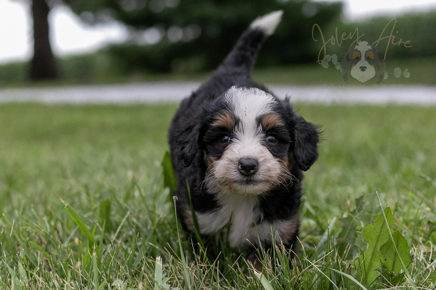 Anne Shirley Bernedoodle Puppy-096.jpg