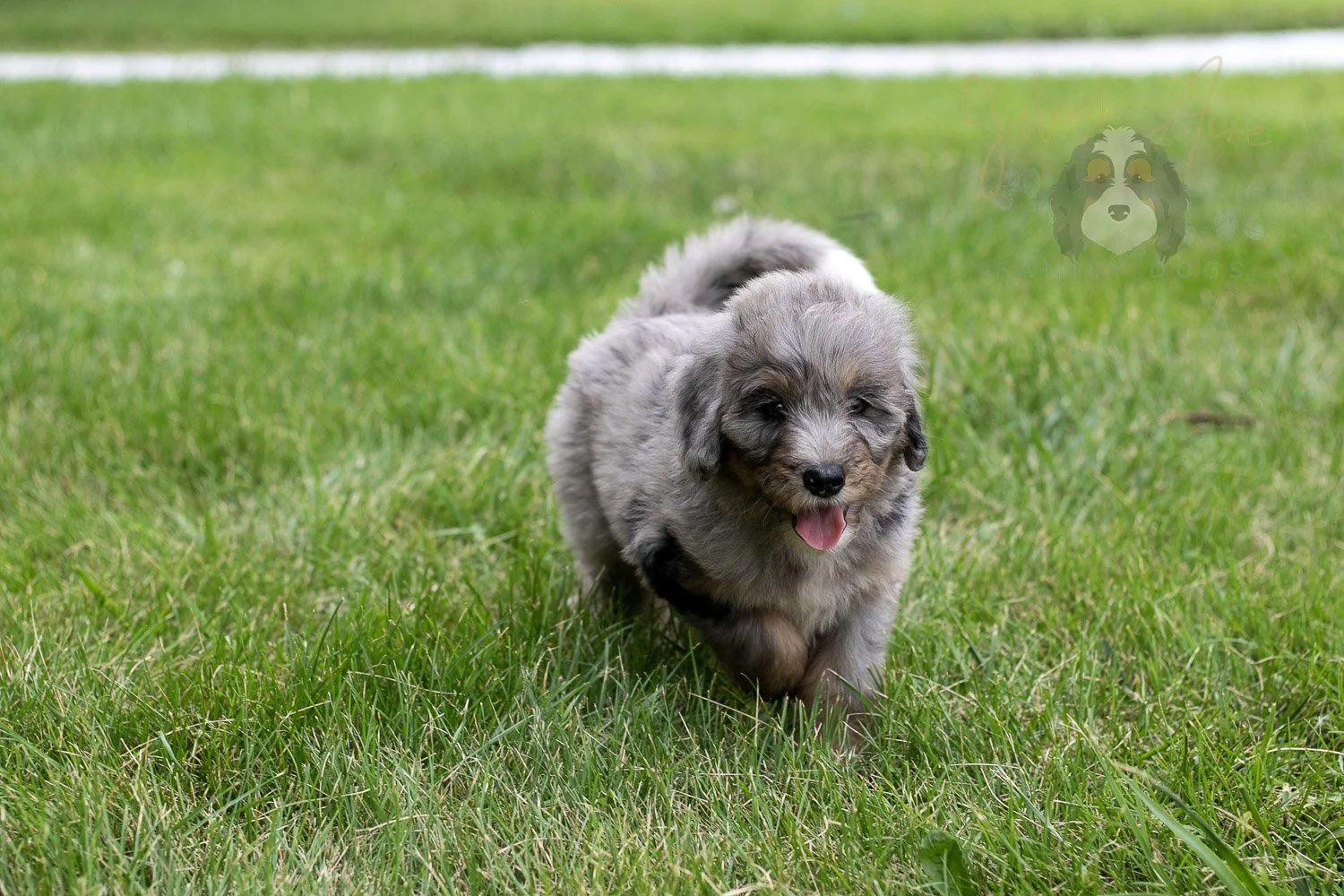 Matthew Bernedoodle Puppy-60.jpg