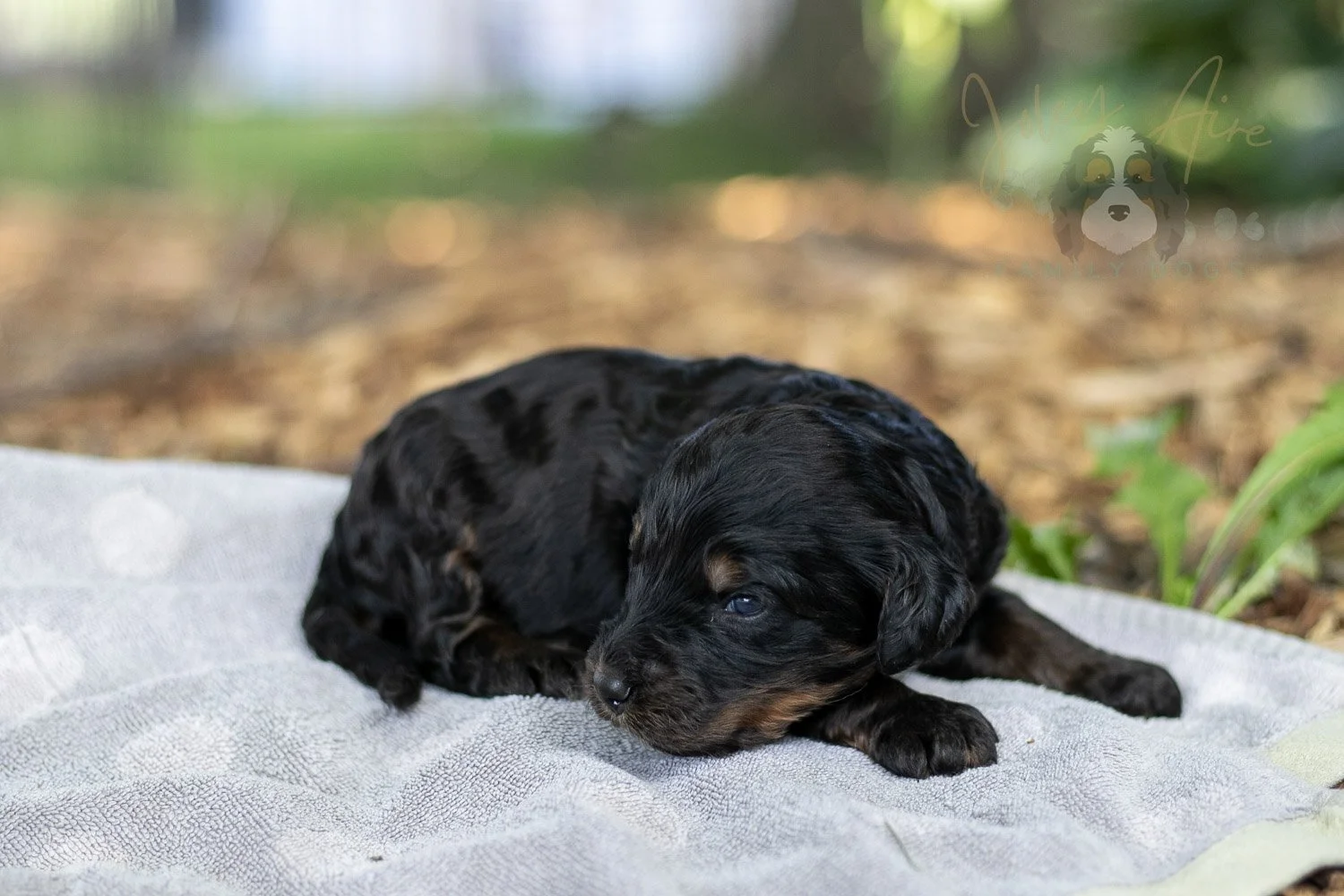 Denali Bernedoodle Puppy-101.jpg