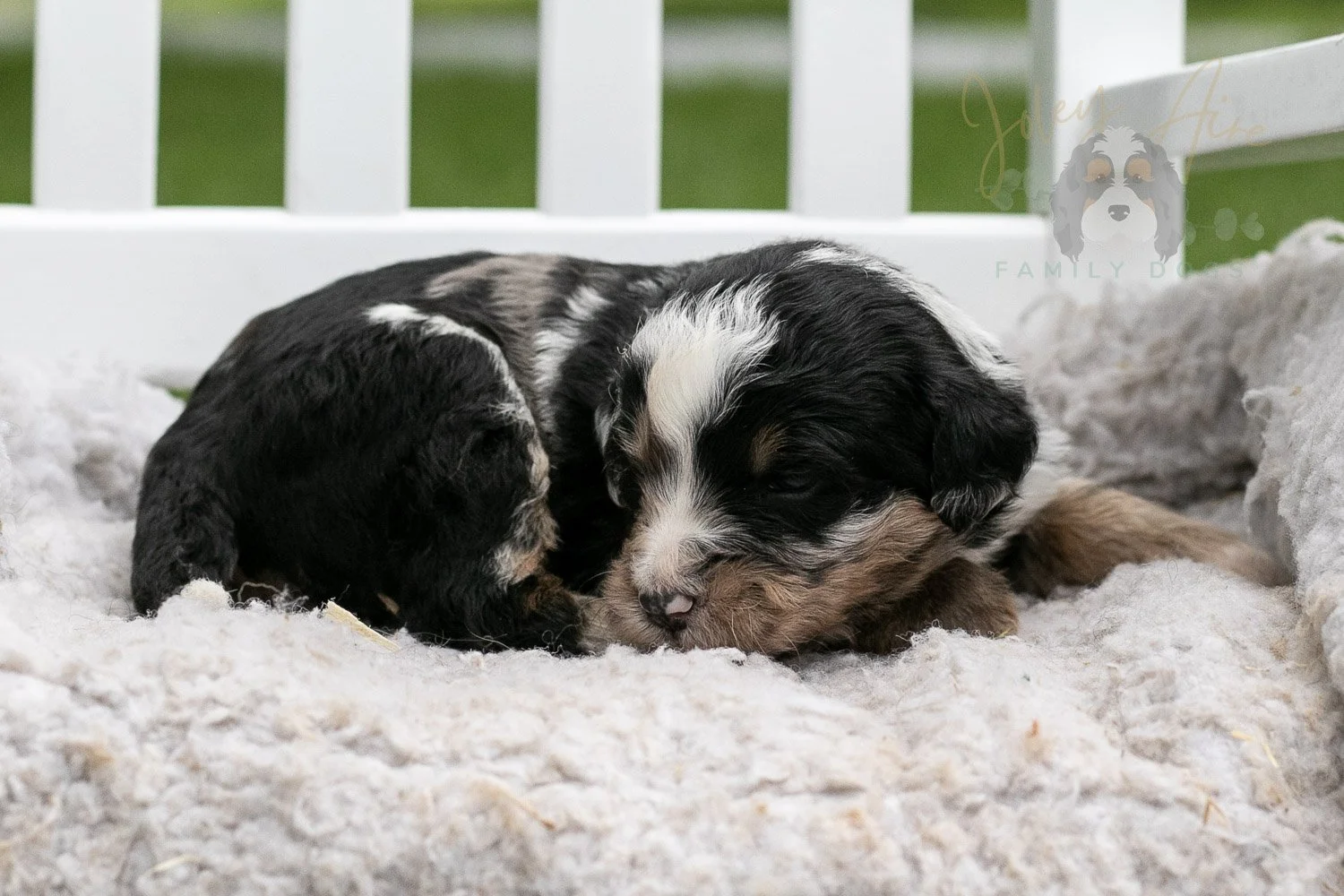 Artemisia Bernedoodle Puppy-653.jpg