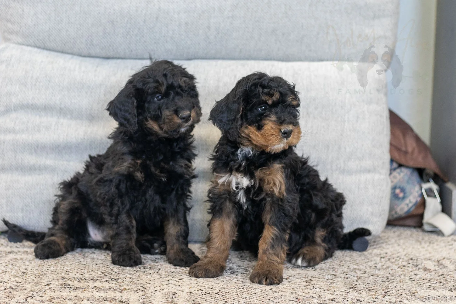 Aurora & Cinderella Bernedoodle Puppy-06.jpg