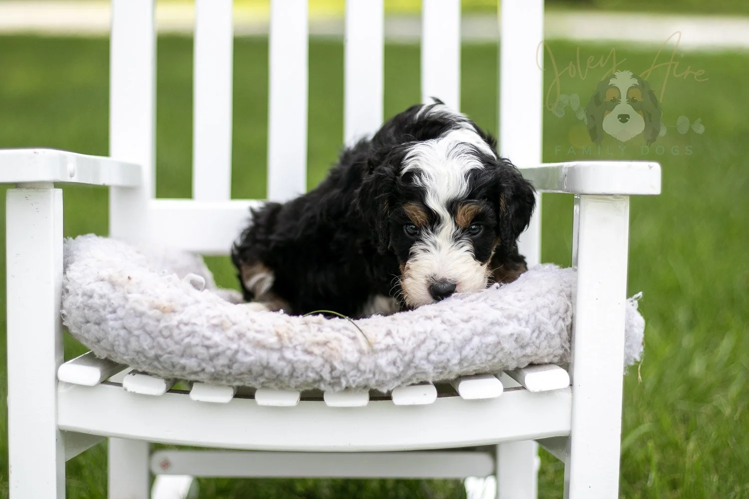 Yellowstone Bernedoodle Puppy-769.jpg