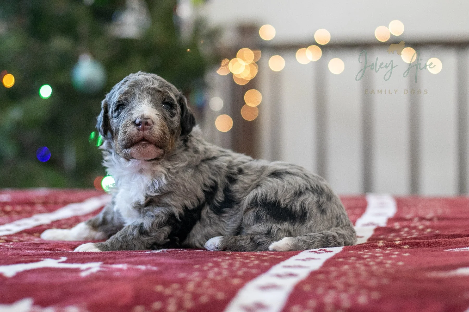 Samwise - Tri-color Merle Bernedoodle Puppy